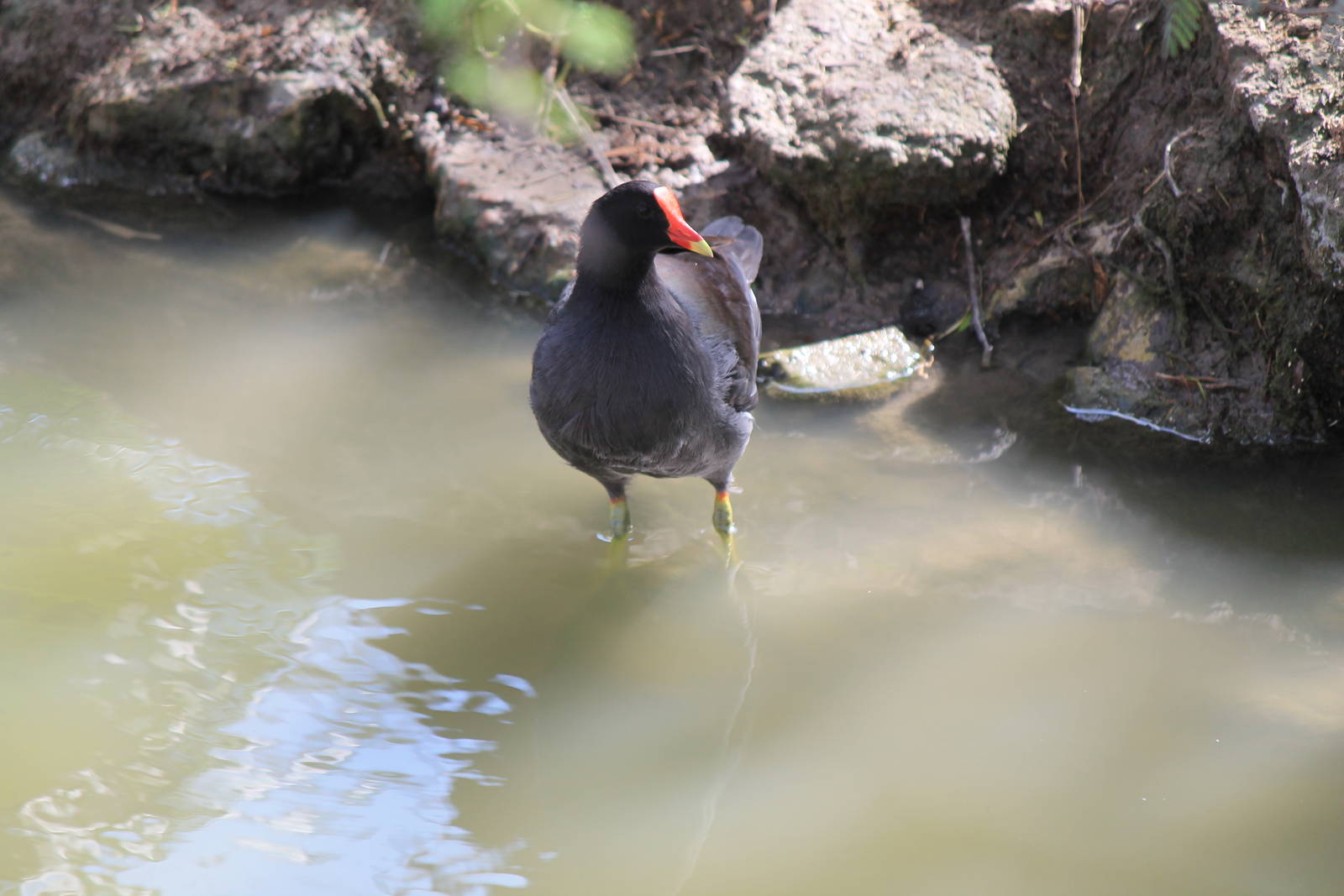 Common Gallinule