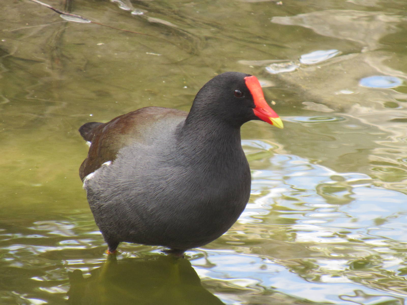 Common Gallinule