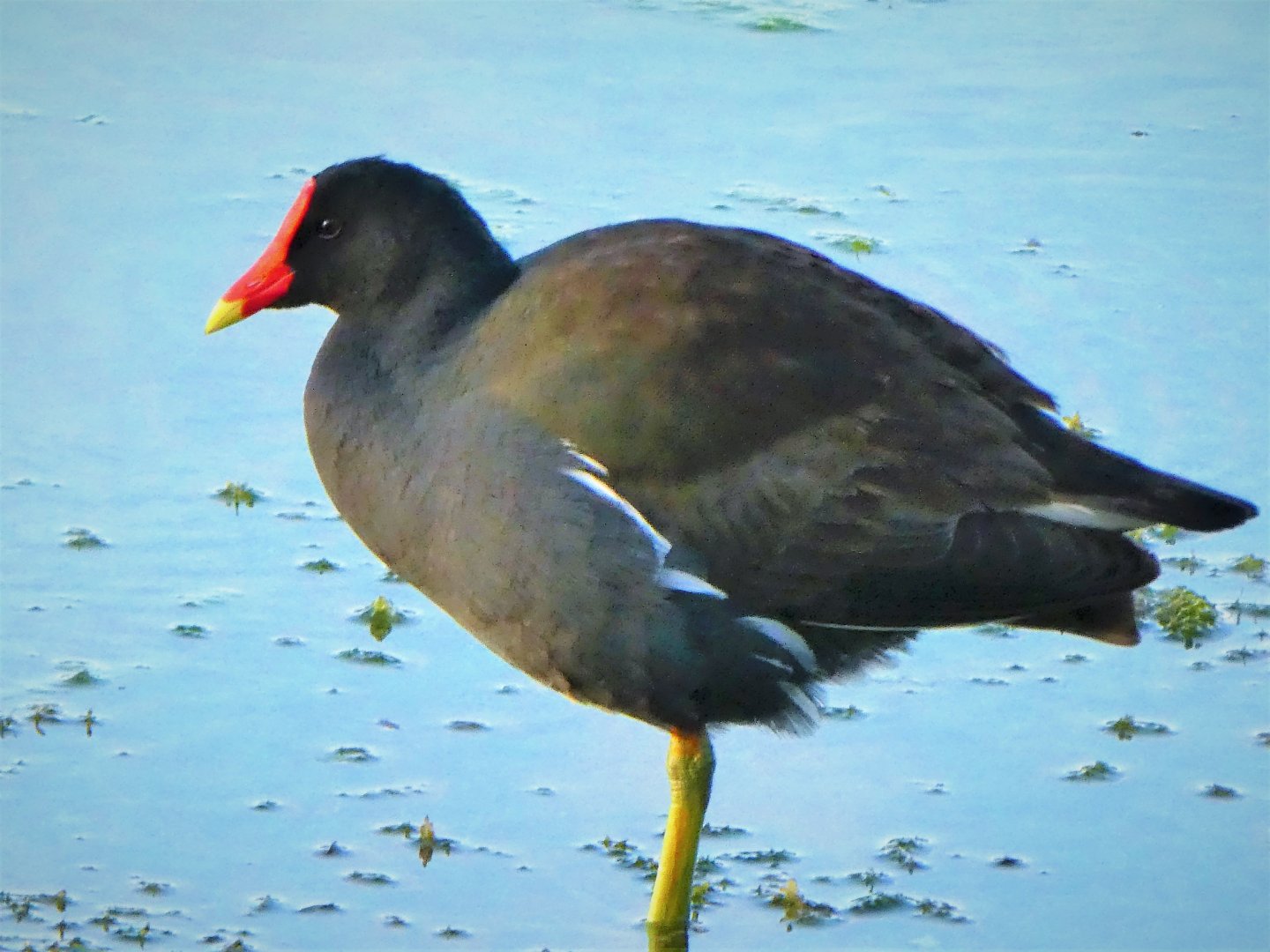 Common Gallinule