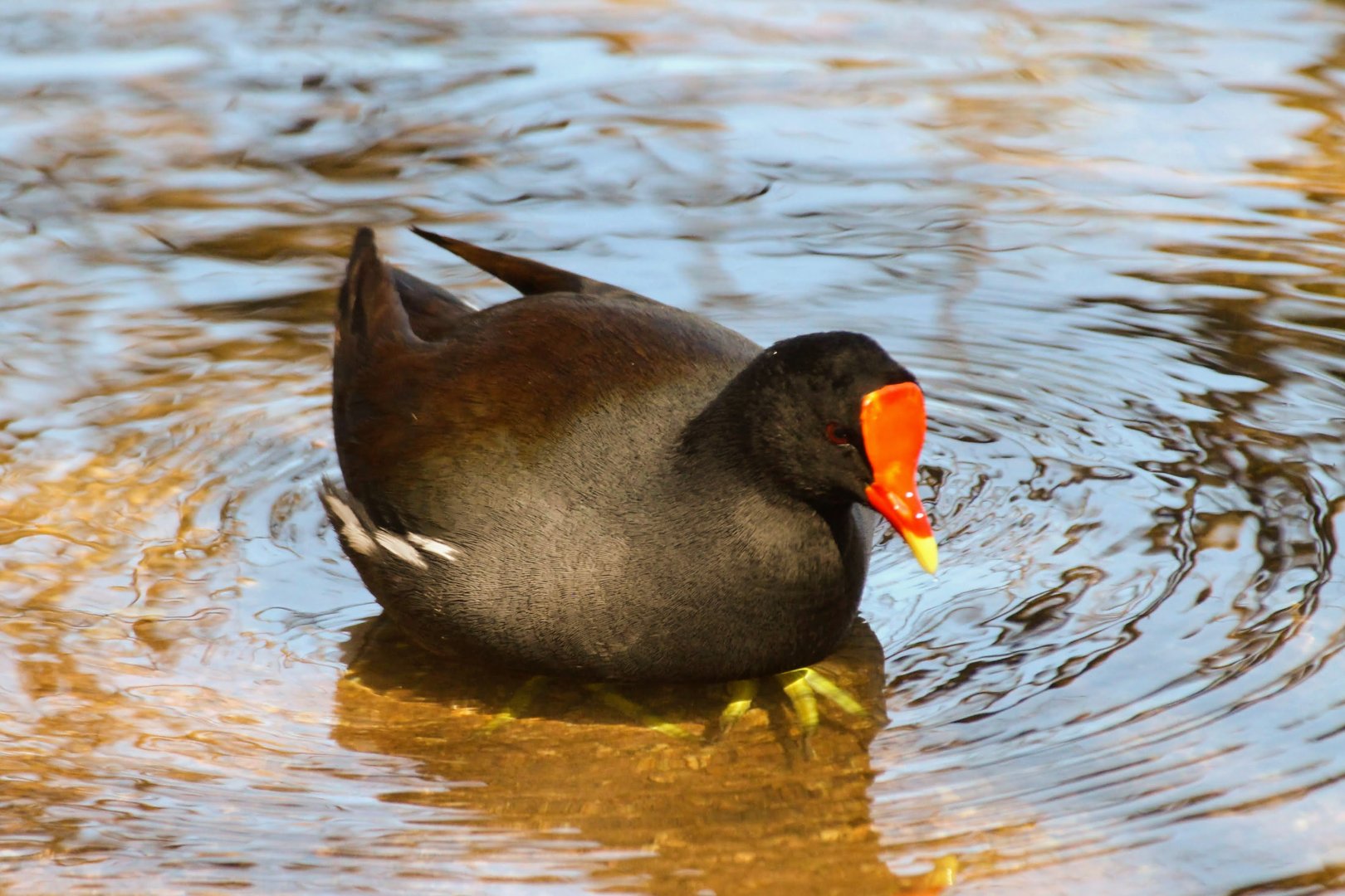 Common Gallinule