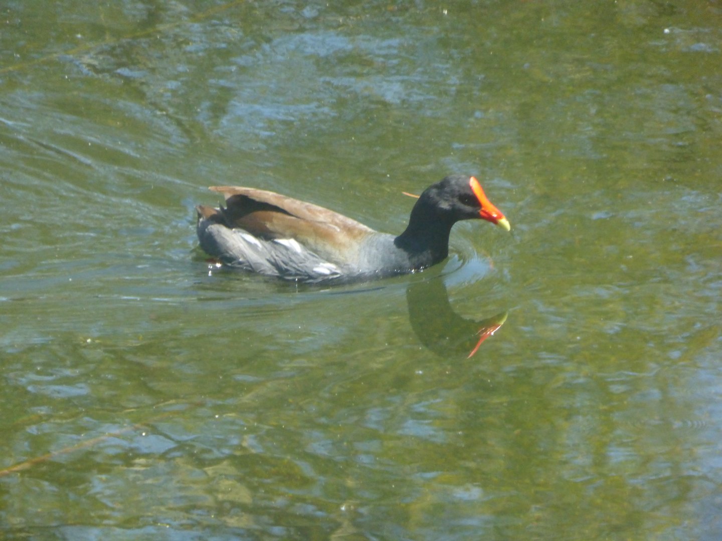 Common gallinule