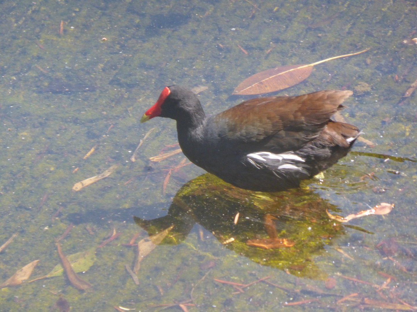Common gallinule