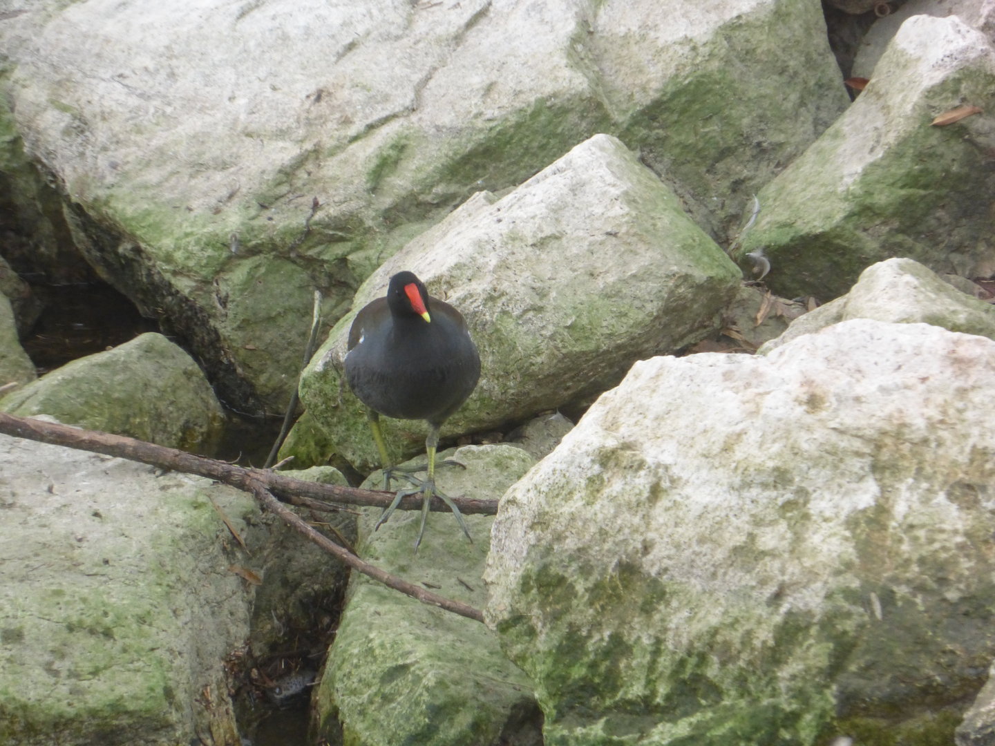 Common gallinule