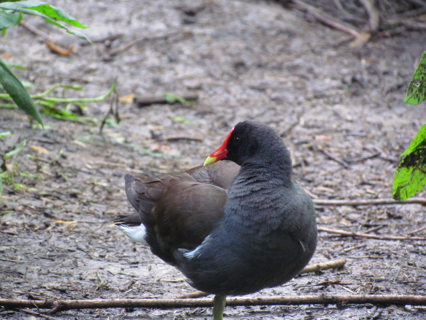 Common Gallinule