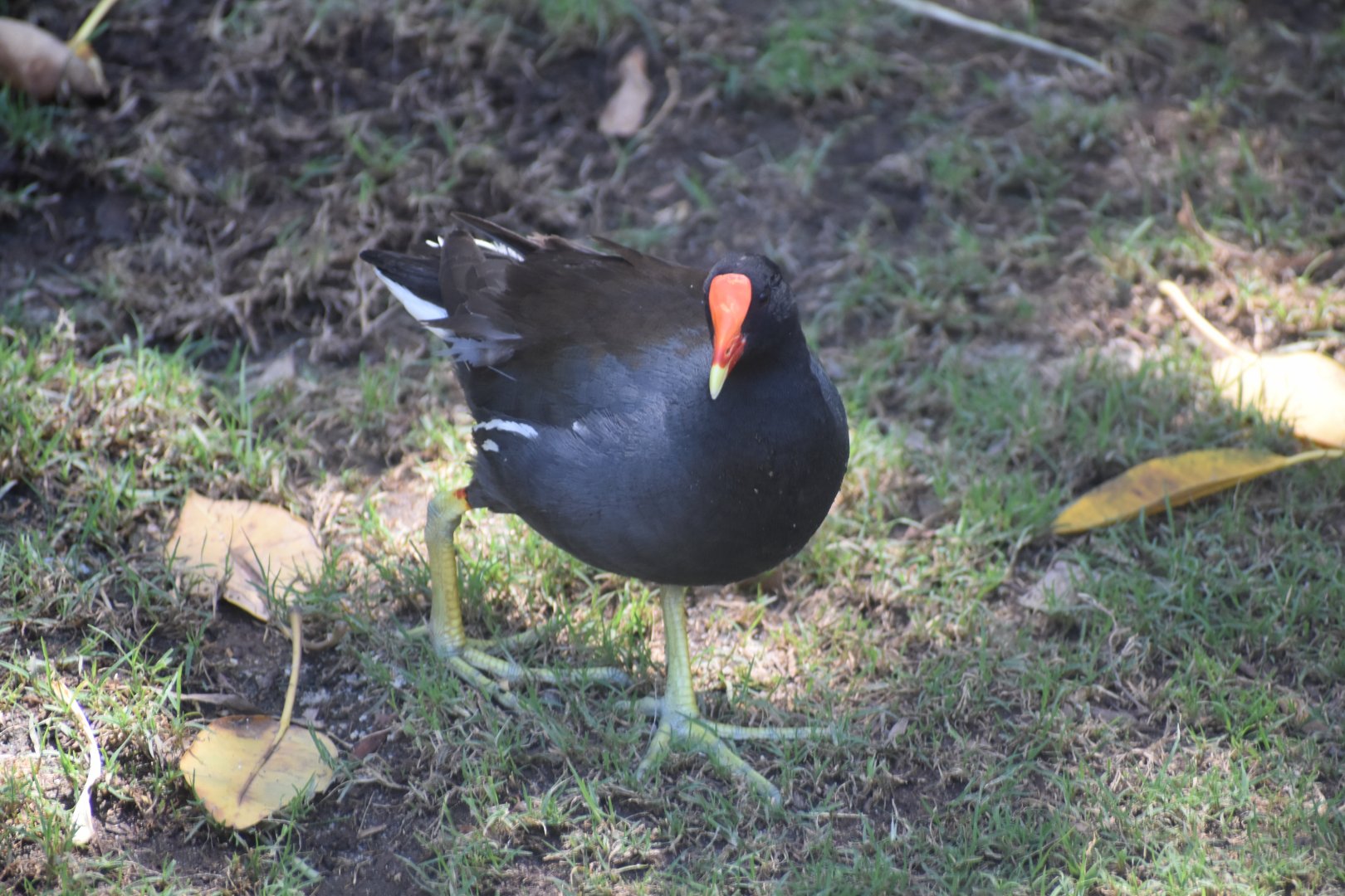 Common Gallinule