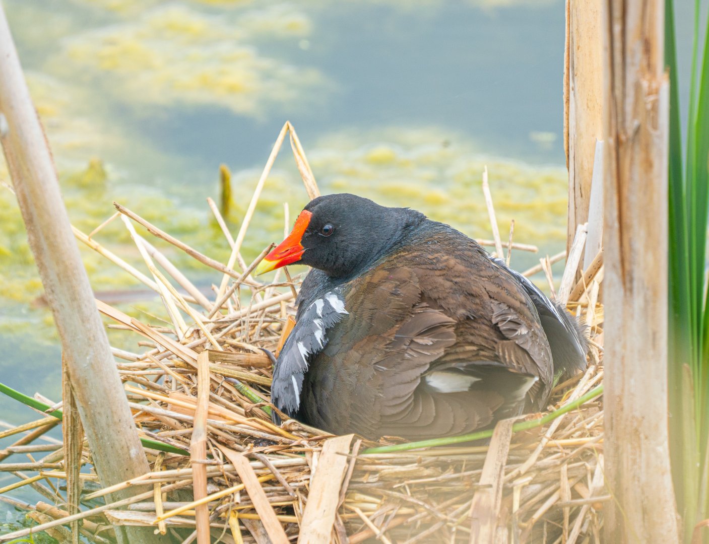 Common Gallinule