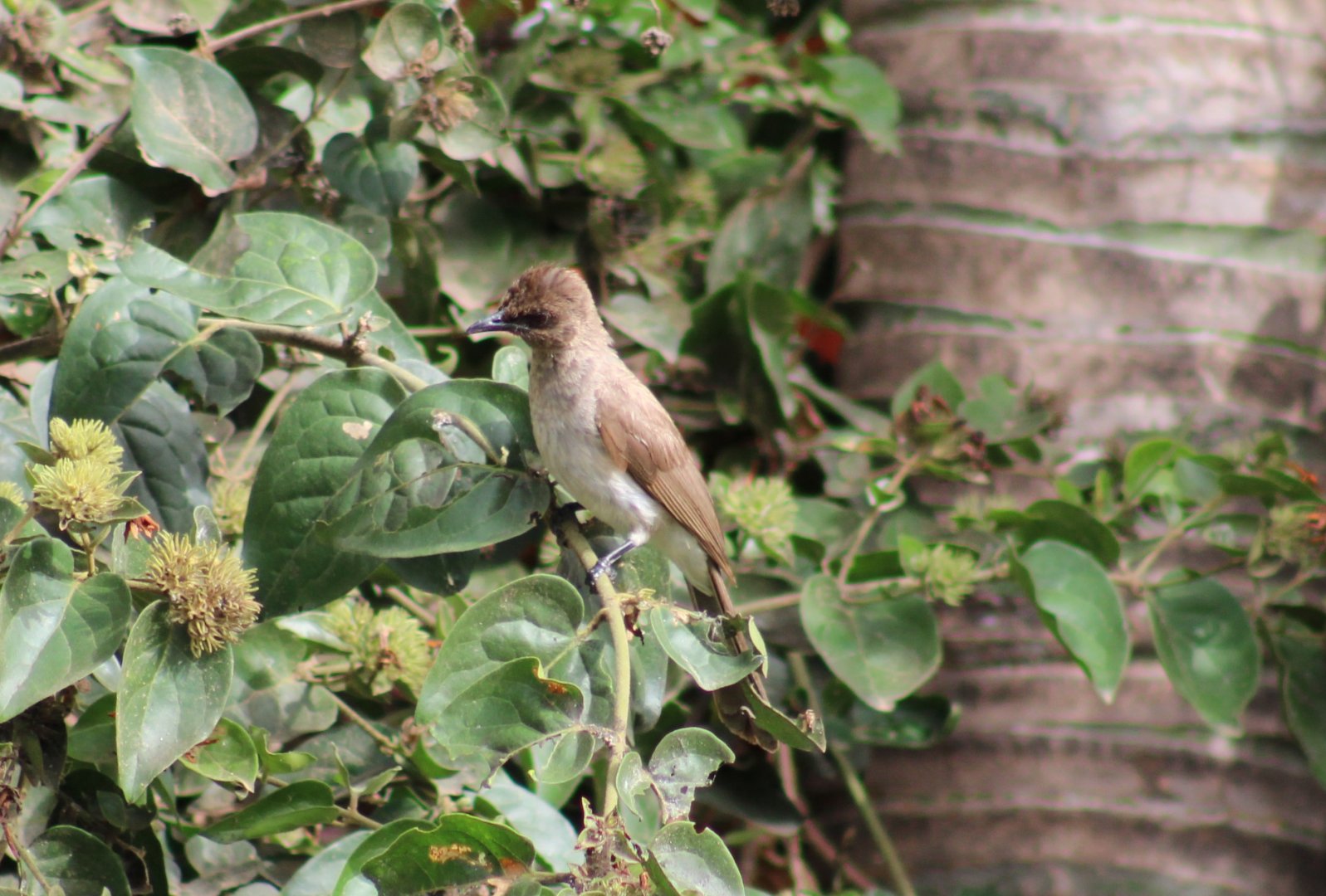 Common garden bulbul