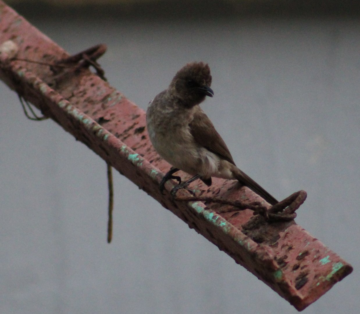 Common garden bulbul