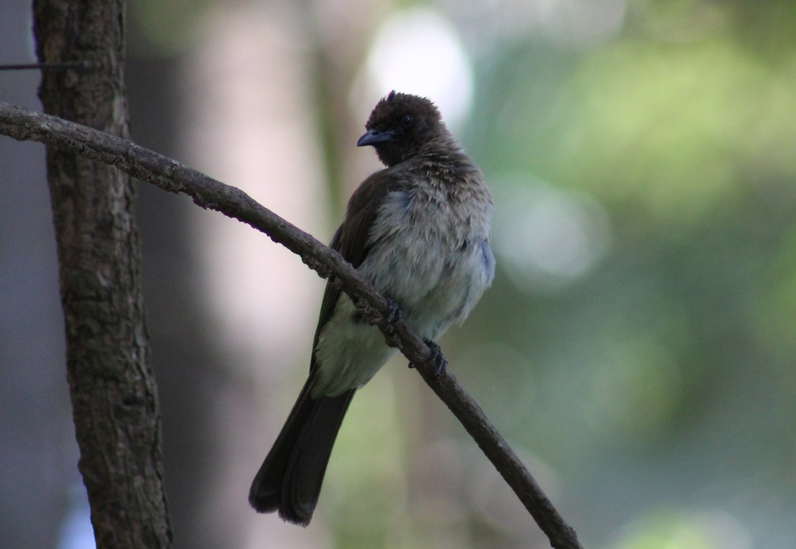 Common garden bulbul