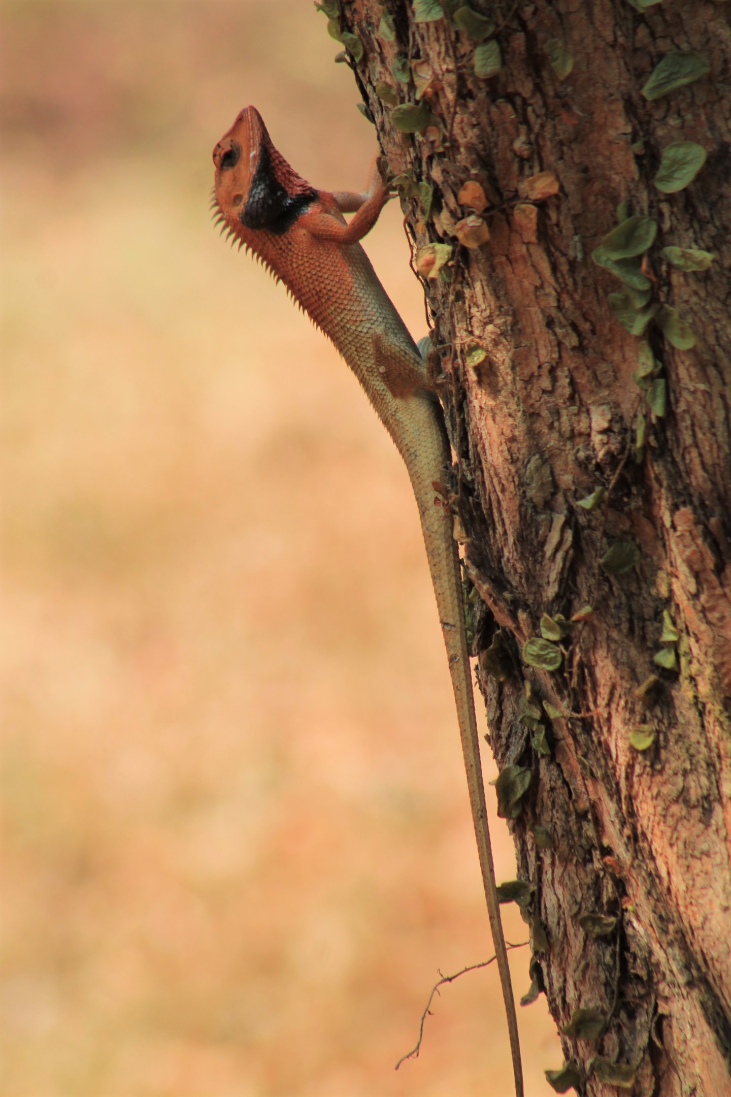Common Garden Lizard (Calotes versicolor)