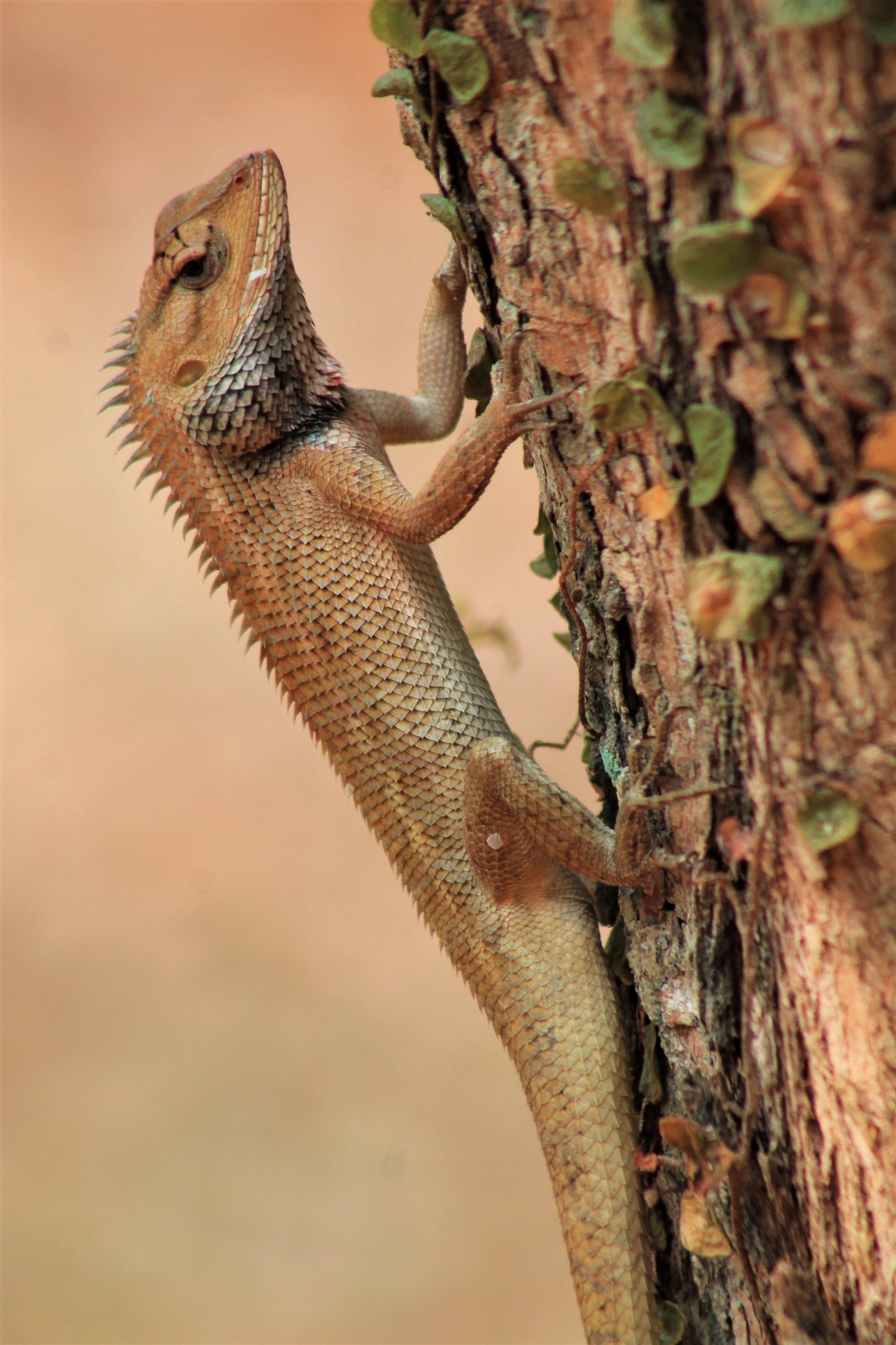 Common Garden Lizard (Calotes versicolor)