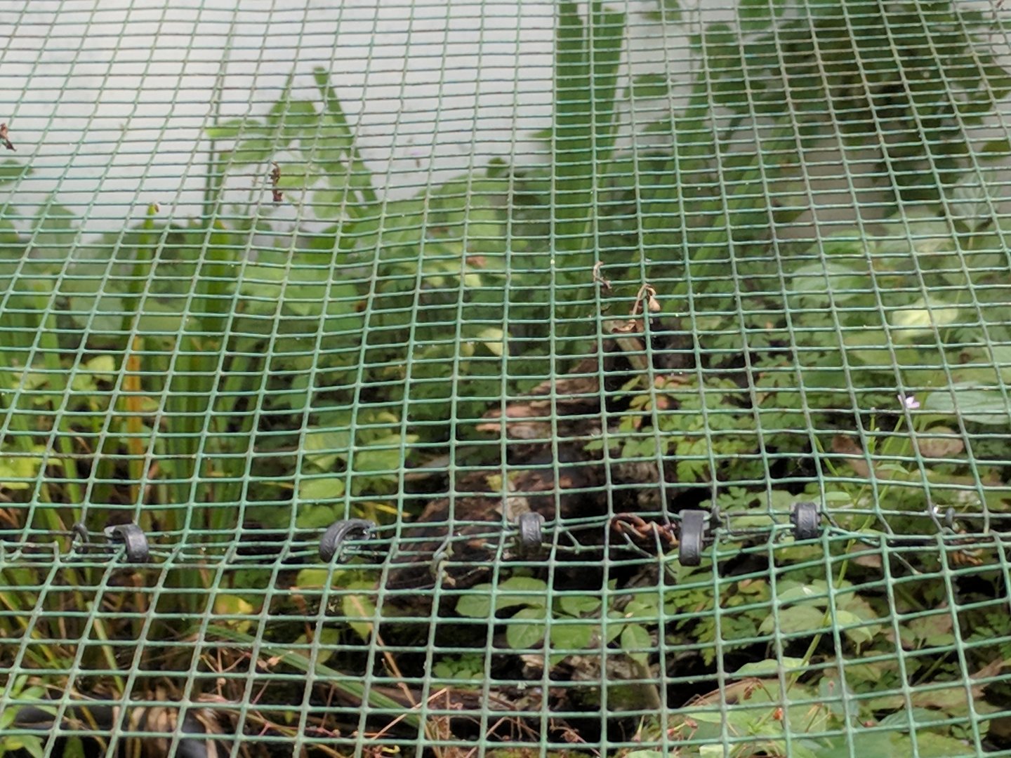 Common Garter Snake Enclosure