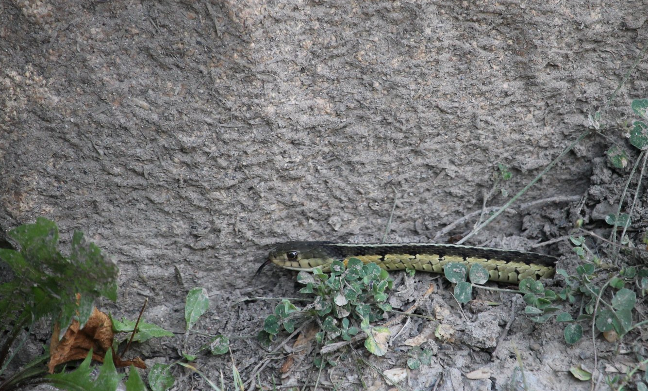 Common Garter Snake (Thamnophis sirtalis)