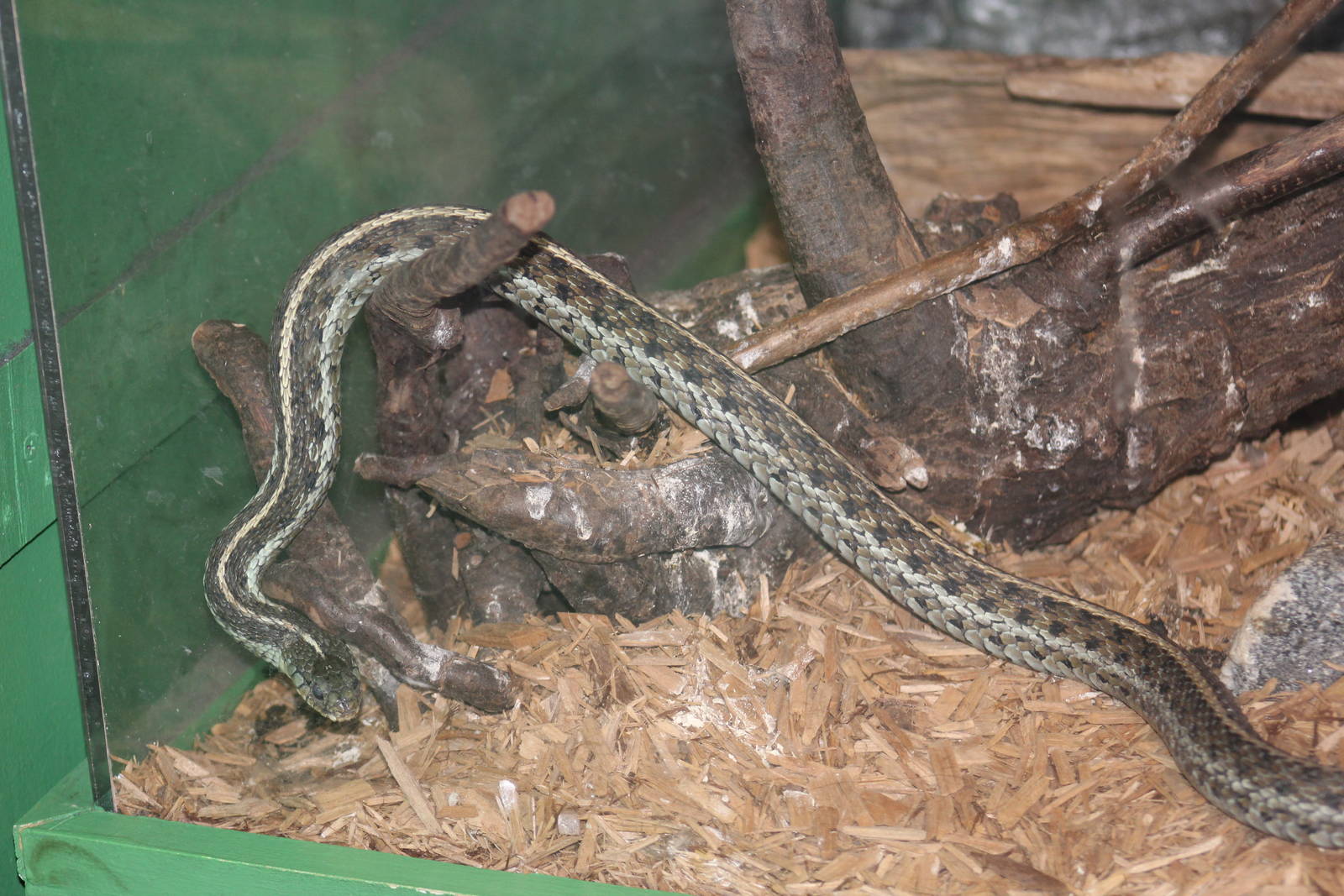 Common Garter Snake