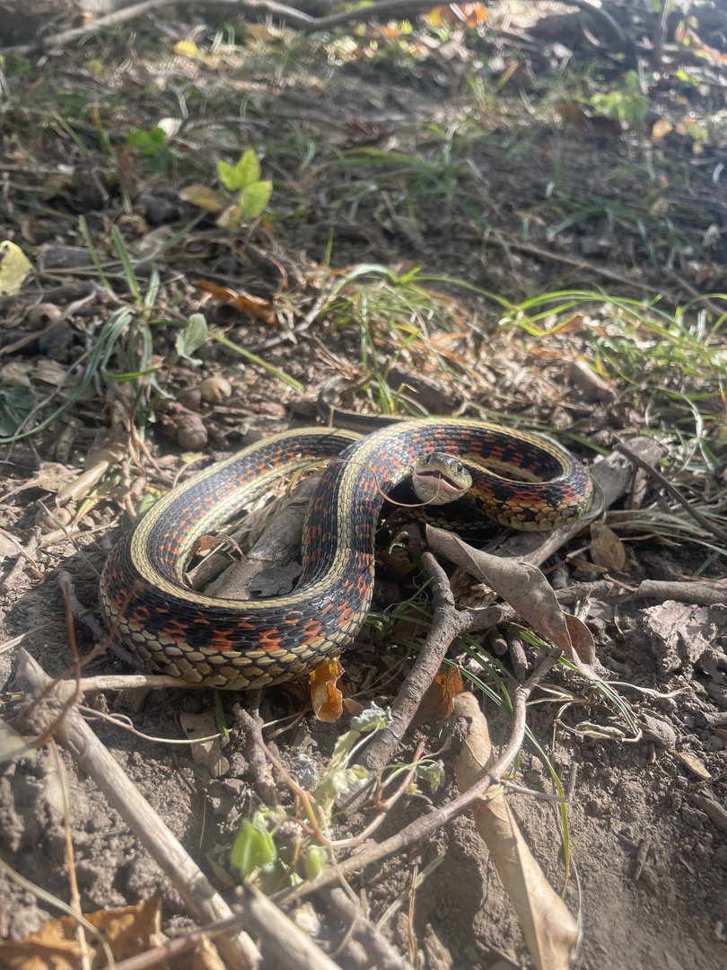 Common Garter Snake