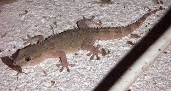 Common Gecko (Tarentola mauritanica)