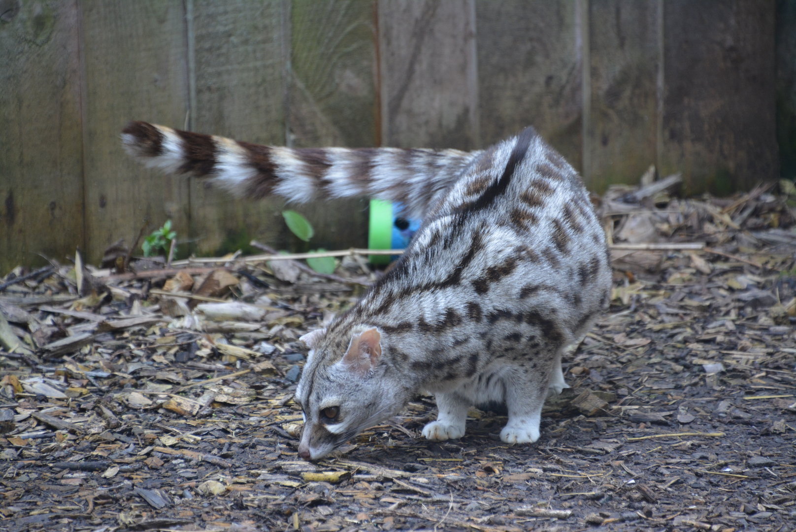 Common Genet 04/05/2023