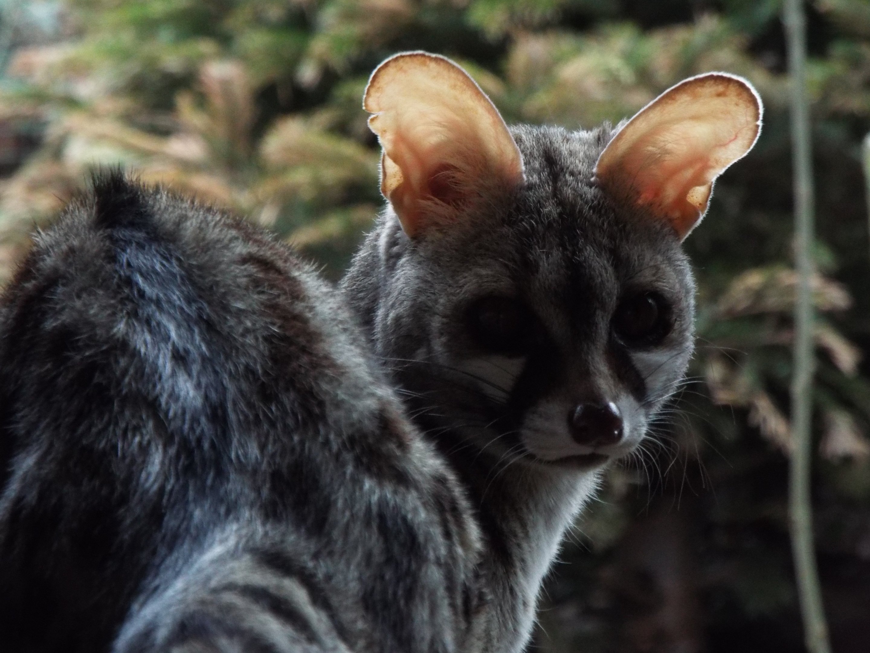 Common Genet Axe Valley