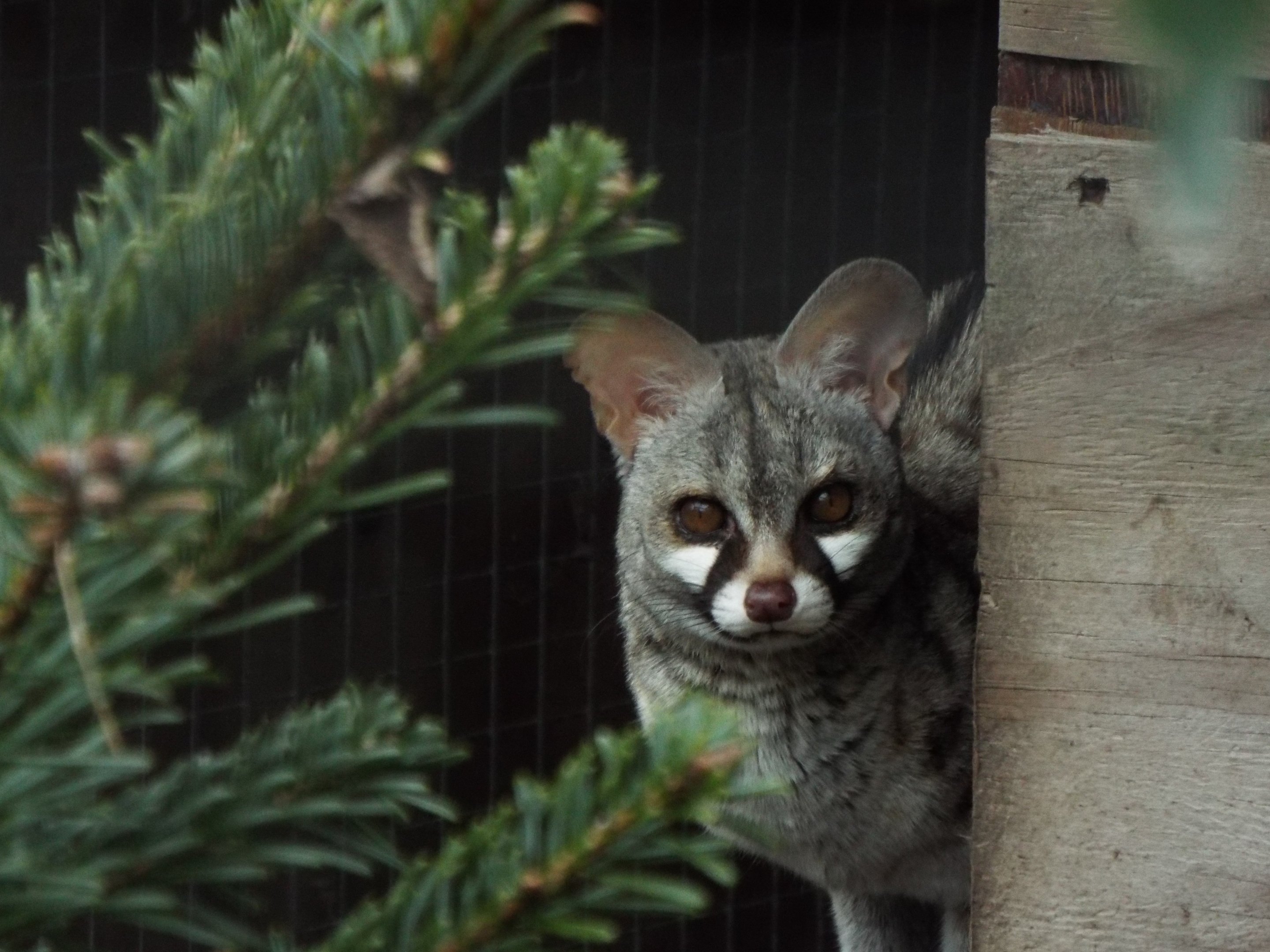 Common Genet Axe Valley