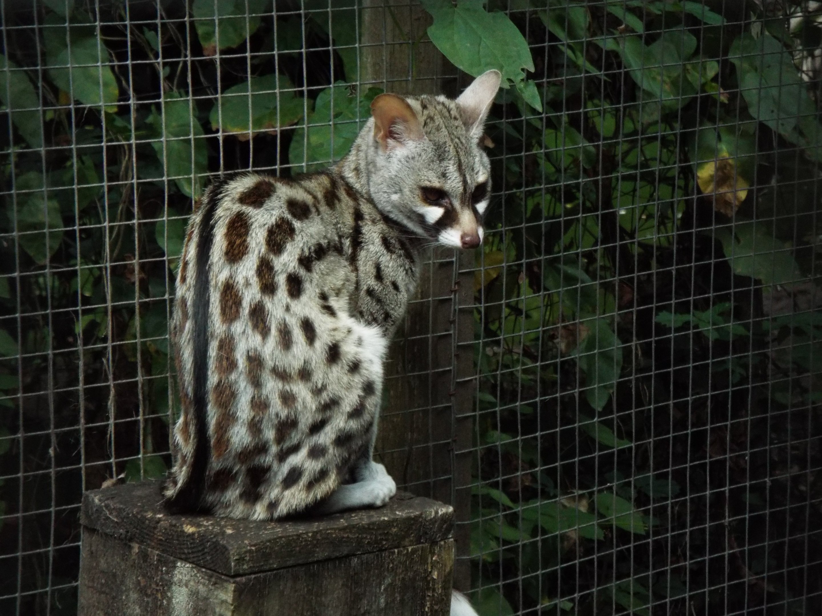 Common Genet - Axe Valley