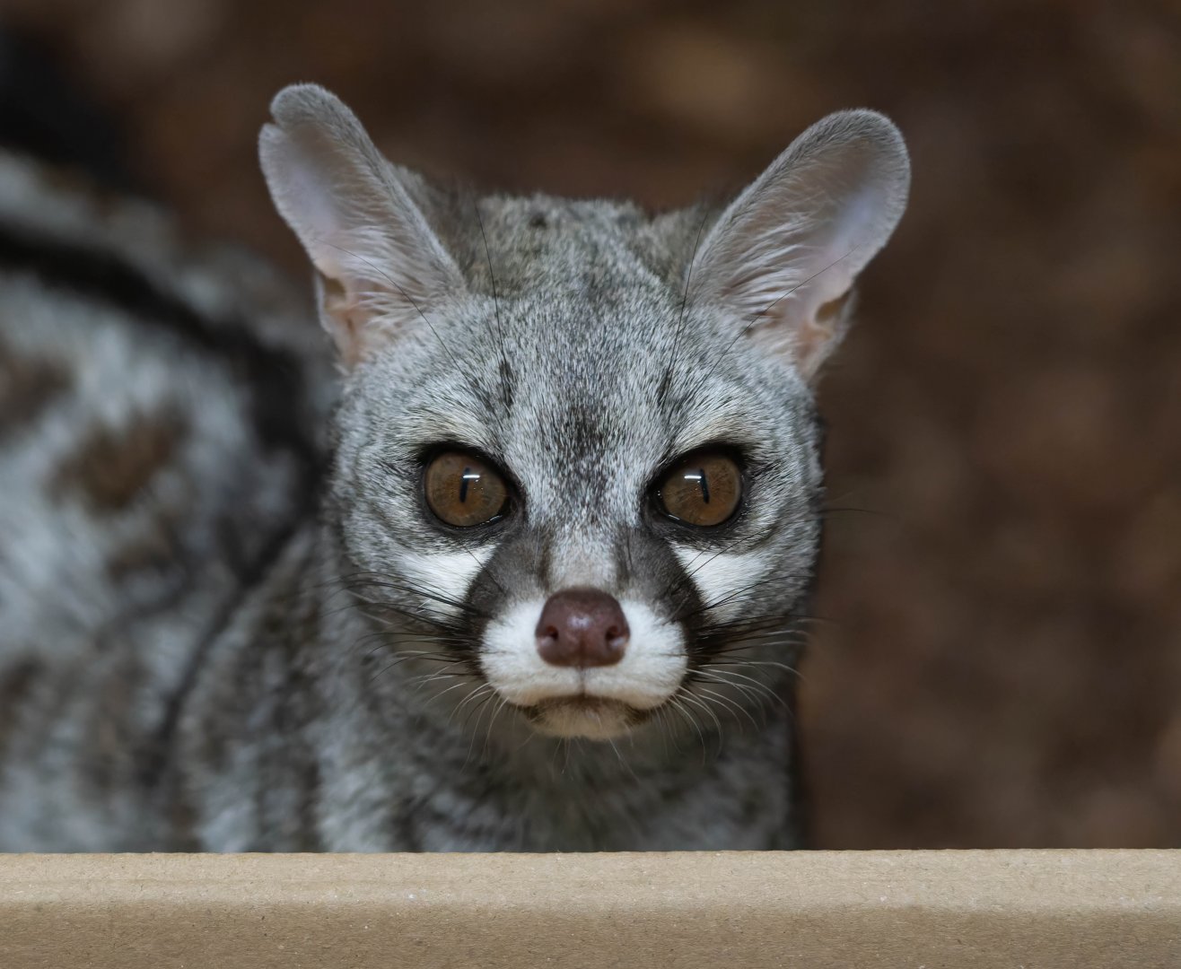 Common genet, Banham, UK