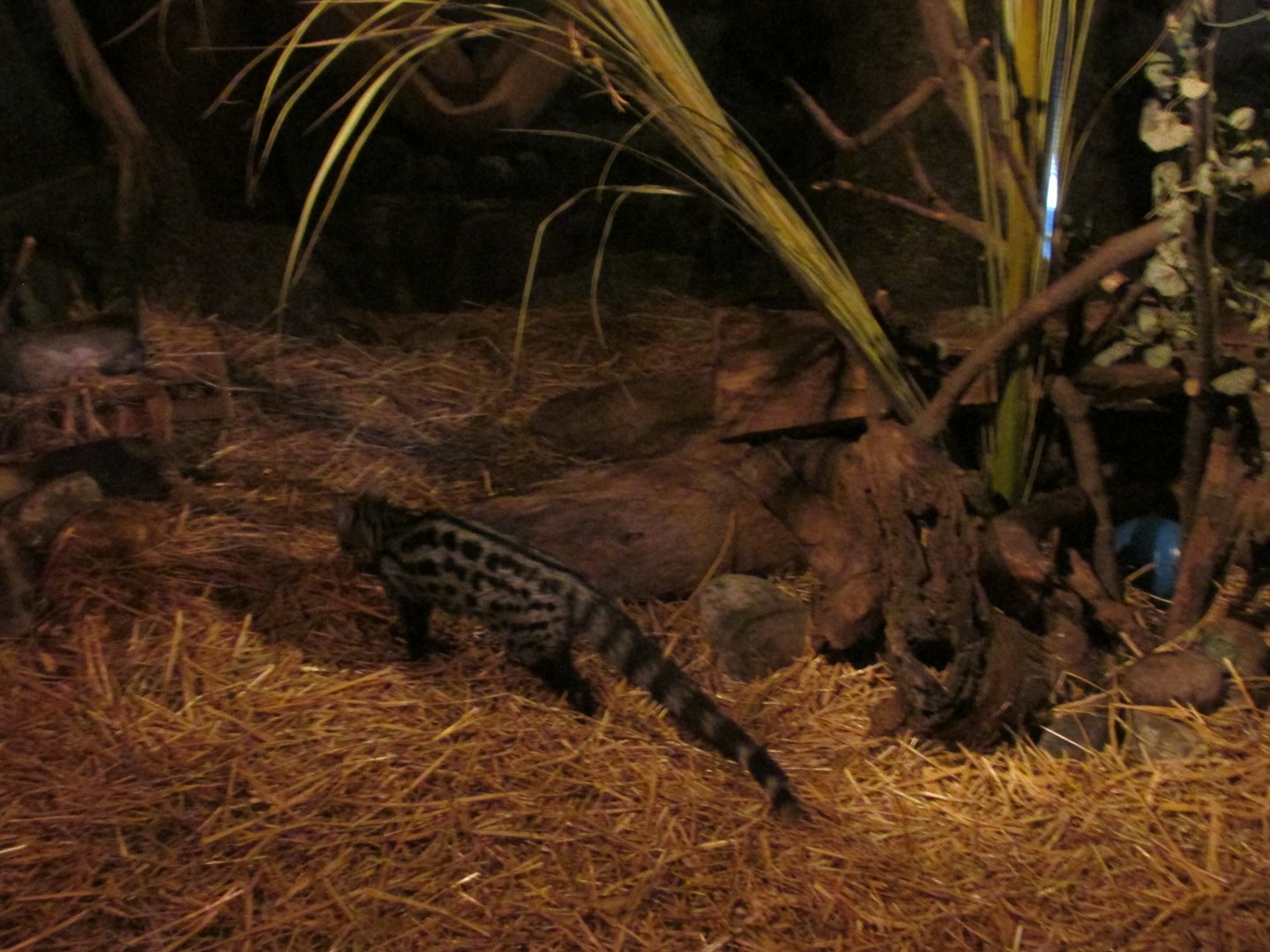 common genet Buin zoo