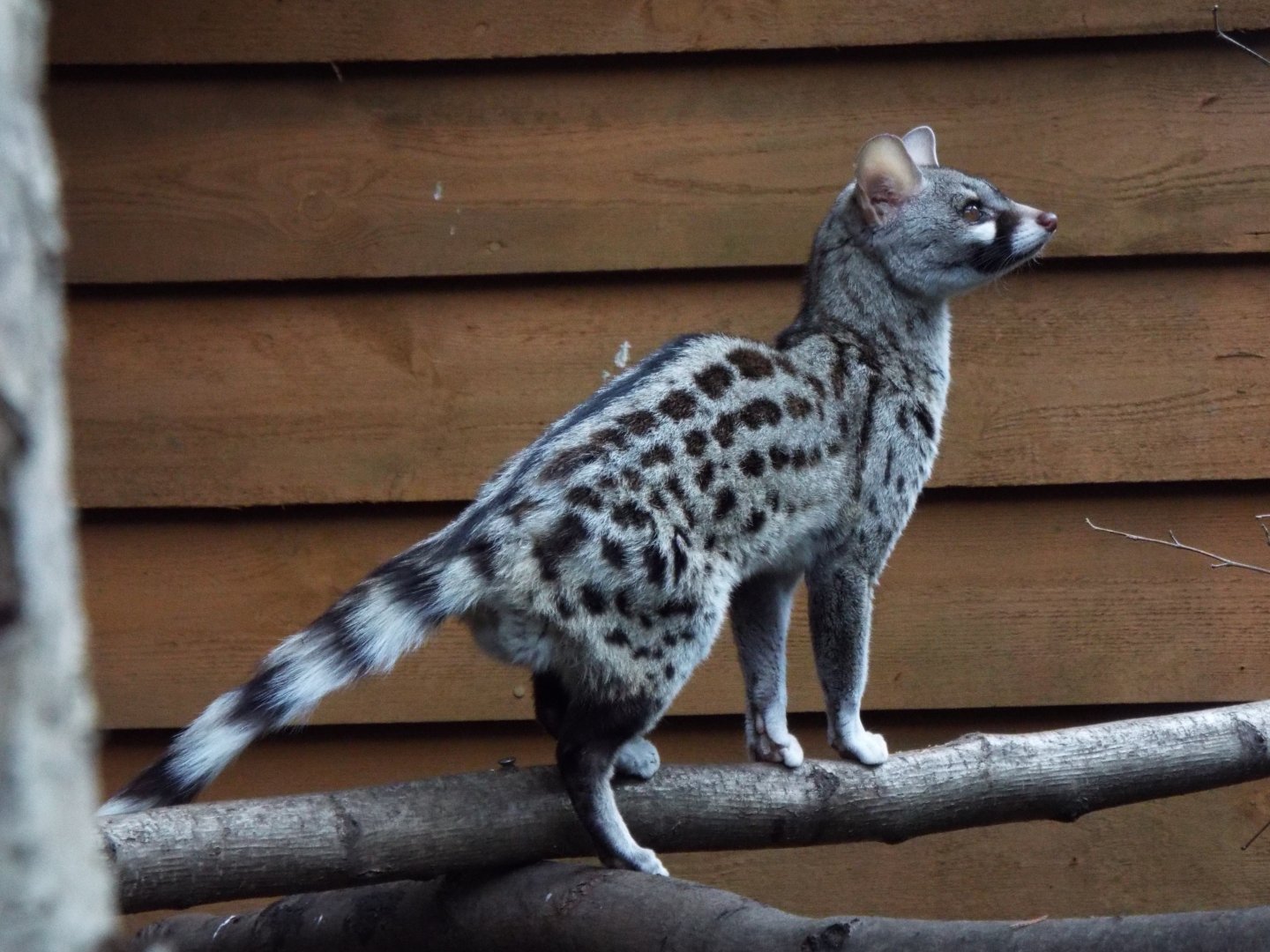 Common Genet, Call of the Wild