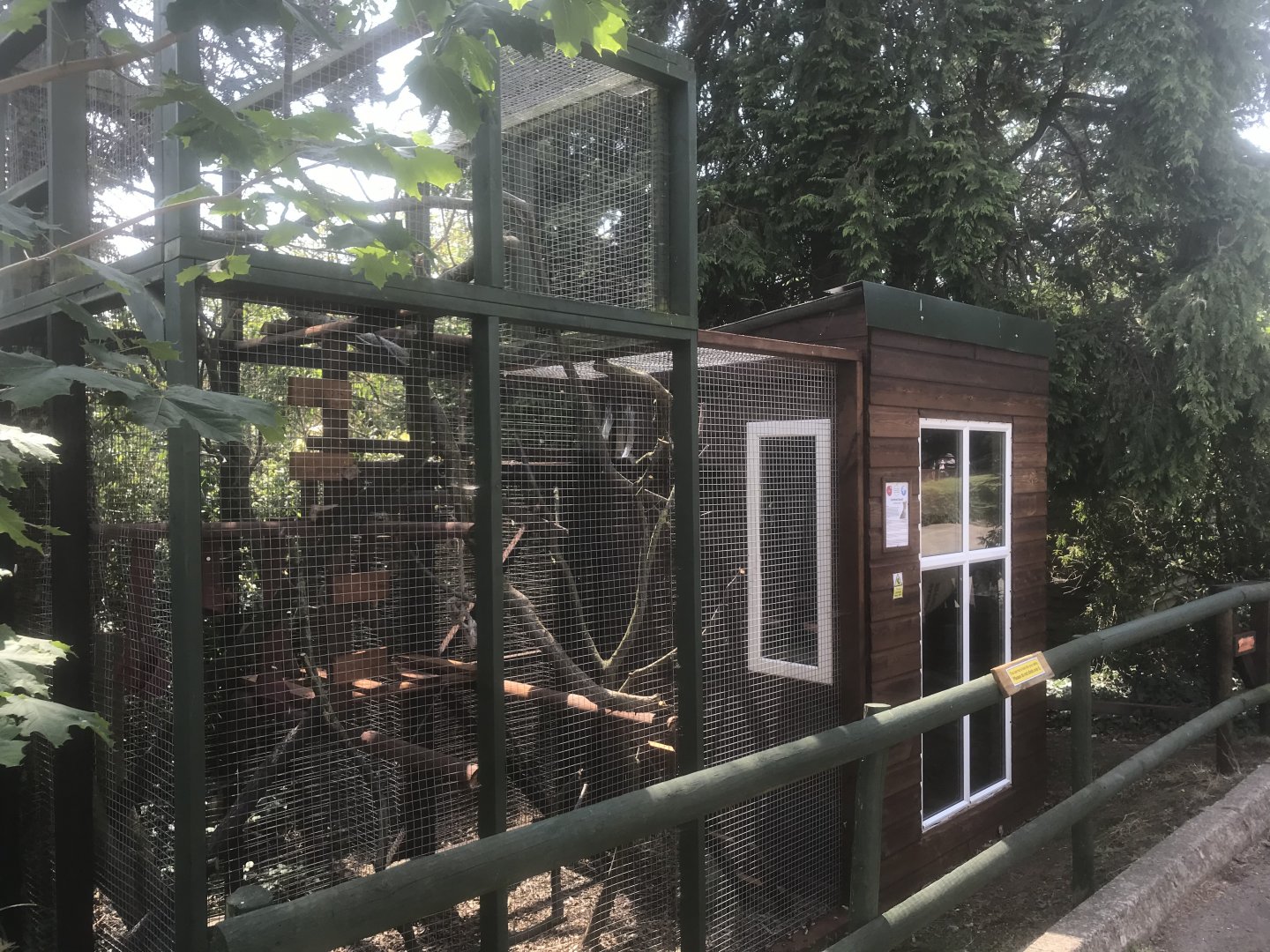 Common Genet enclosure