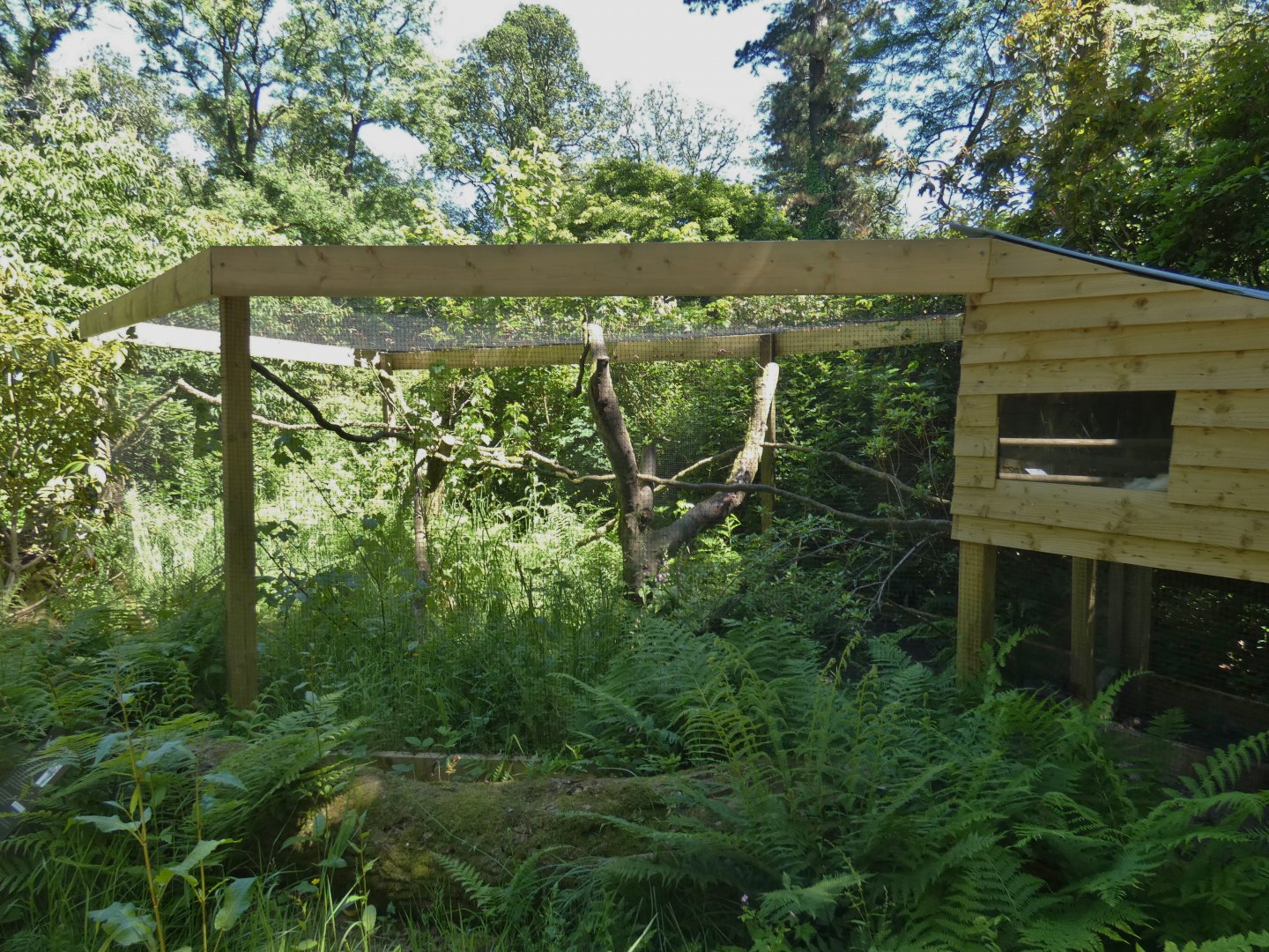 Common genet enclosure