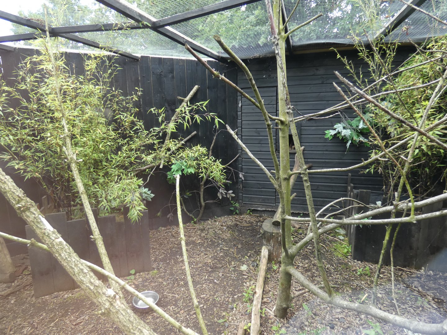 Common genet enclosure