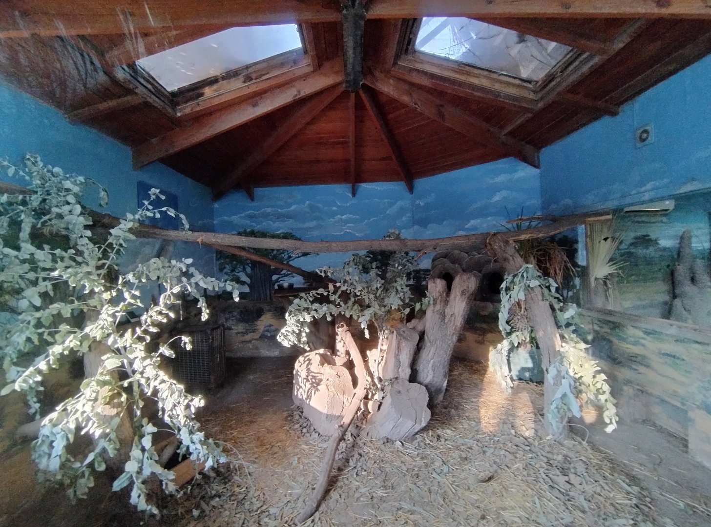 Common genet exhibit - Buin zoo