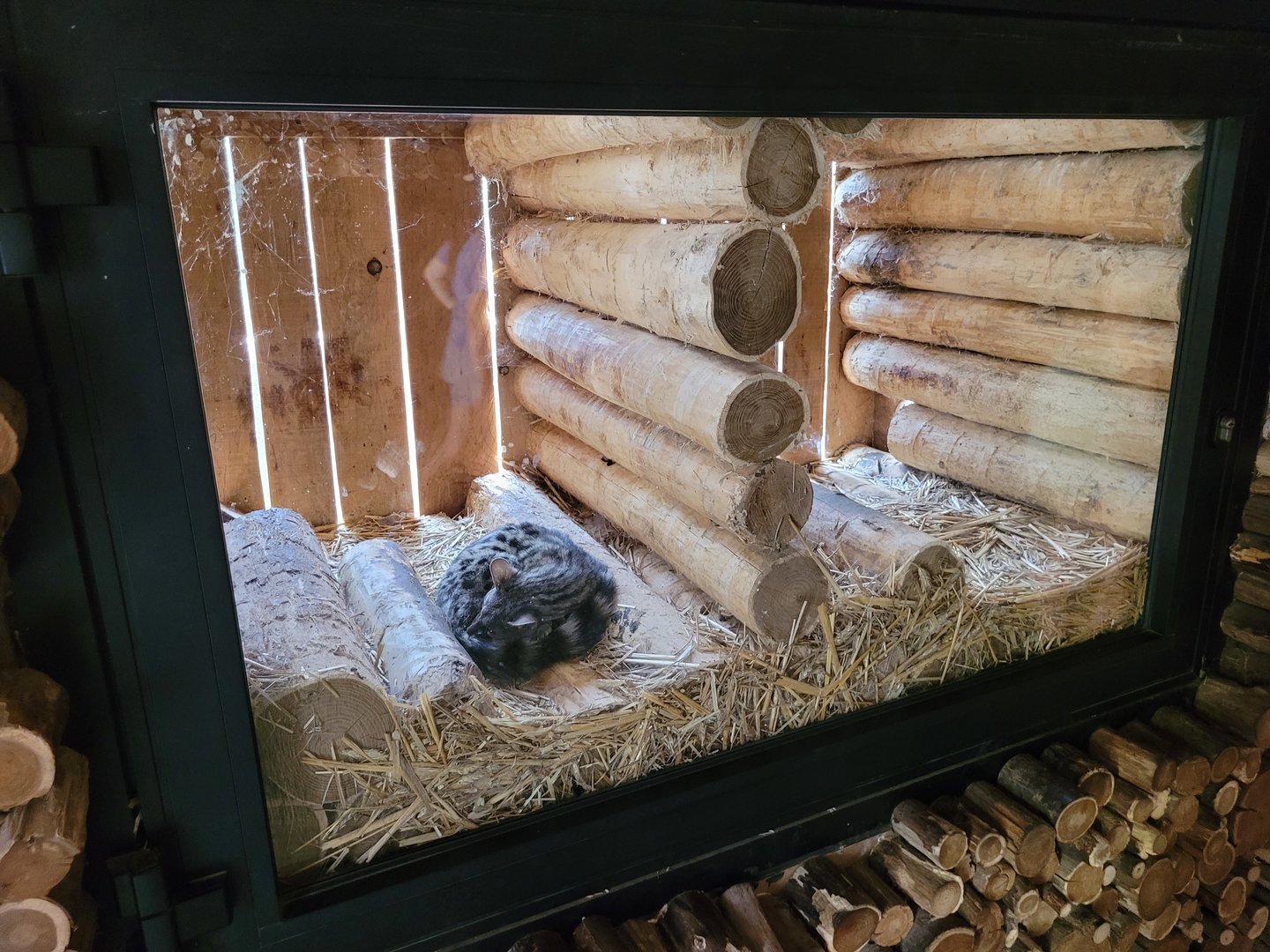 Common genet exhibit -Parc Animalier des Pyrénées (2023)