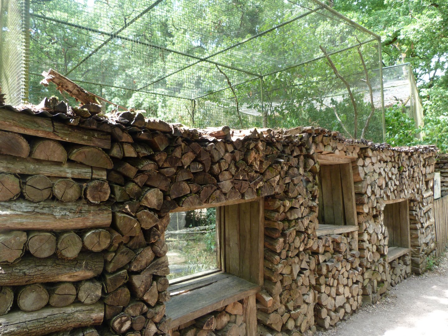 Common genet exhibit -Zoodyssée (2025)