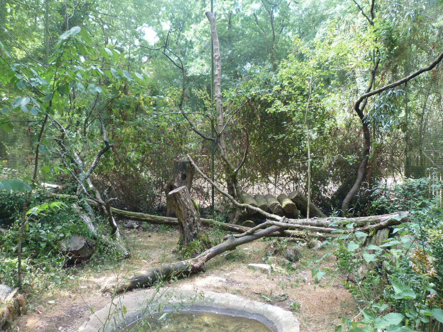 Common genet exhibit -Zoodyssée (2025)