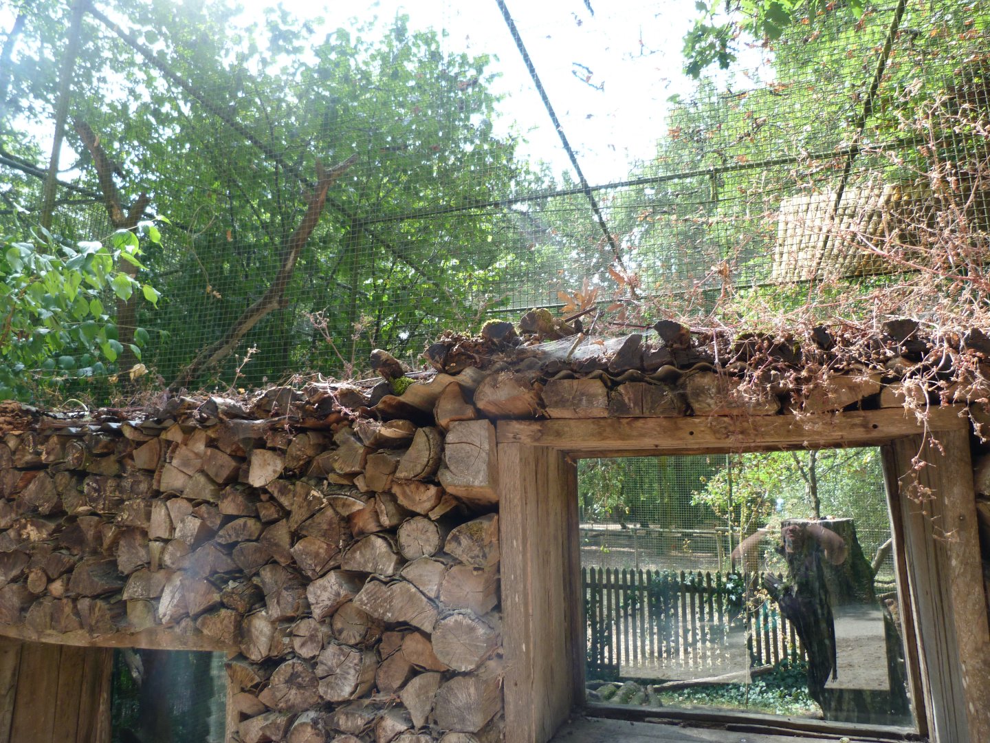 Common genet exhibit -Zoodyssée (2025)