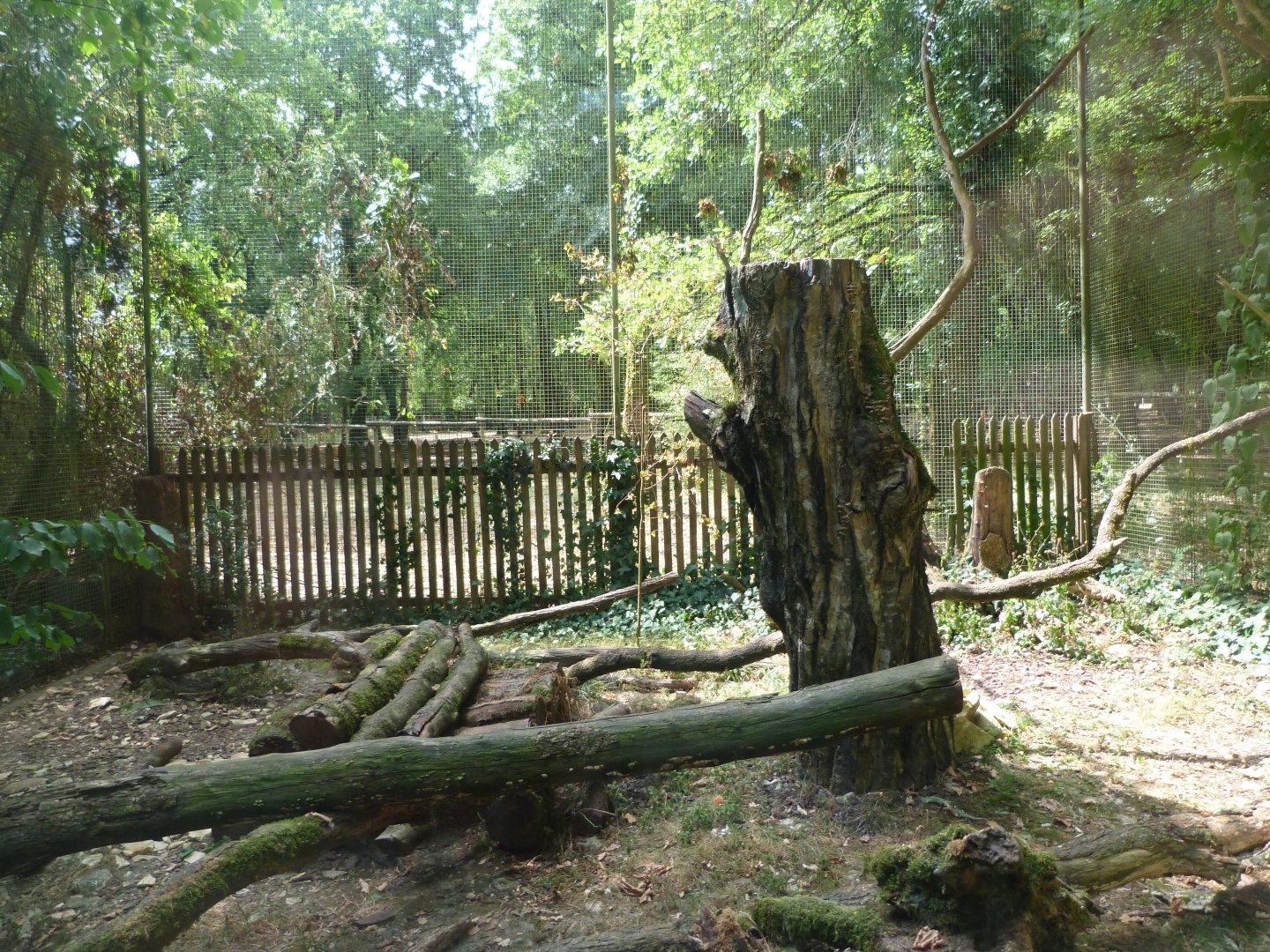 Common genet exhibit -Zoodyssée (2025)