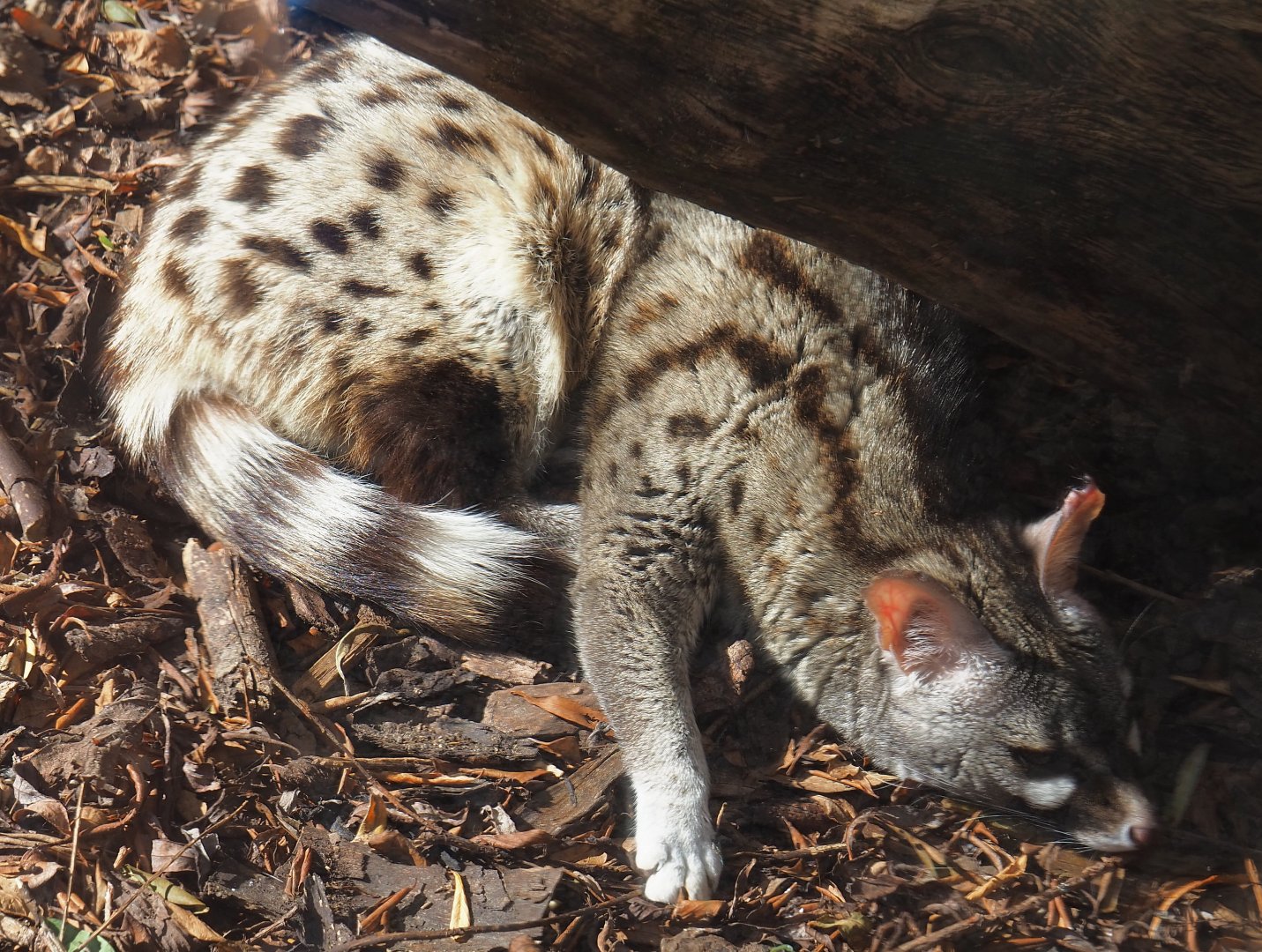 Common genet (Genetta genetta), 2020-09-12
