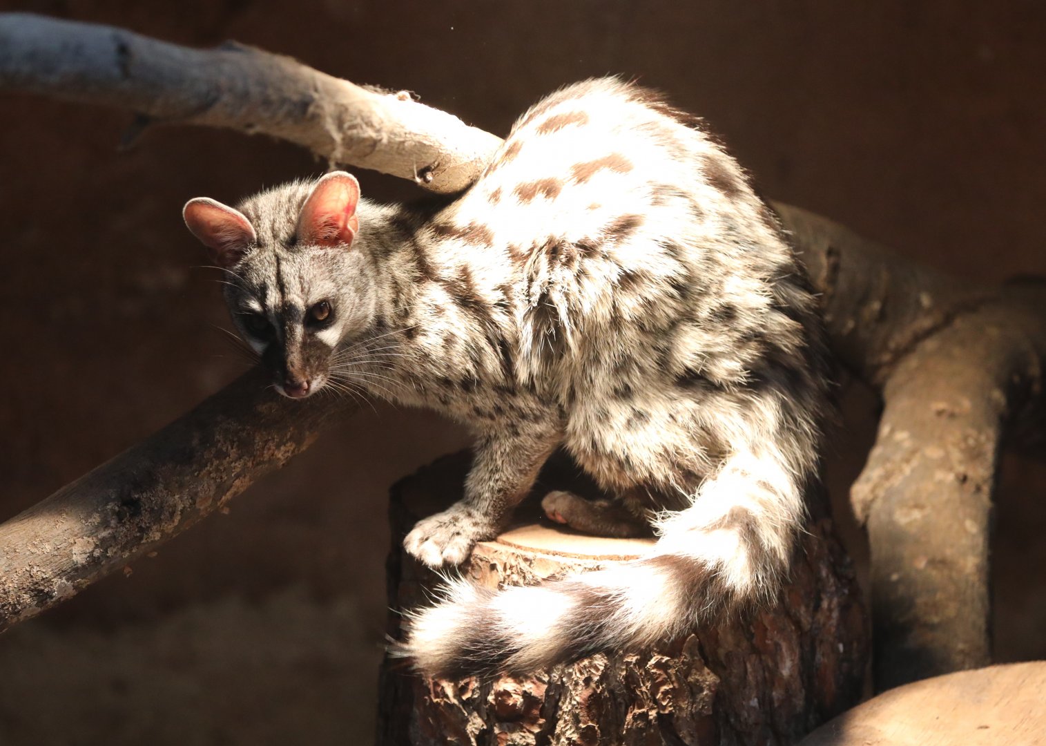 common genet (Genetta genetta genetta)