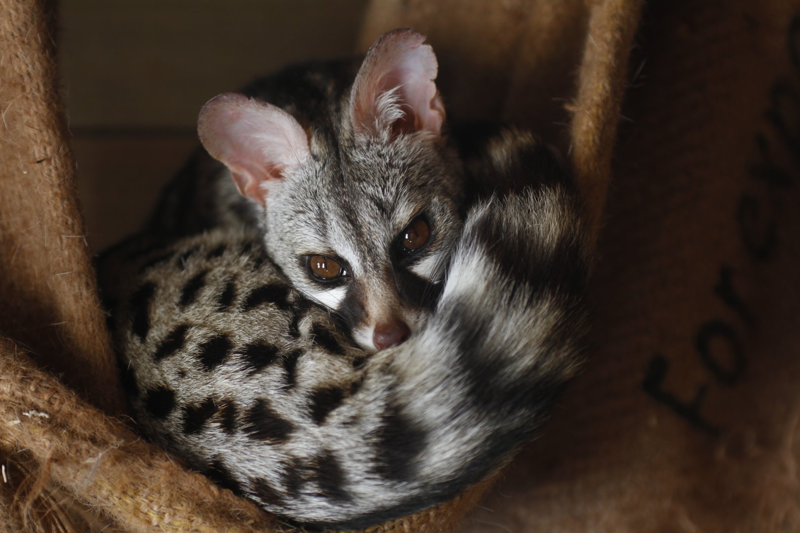 Common genet (Genetta genetta)