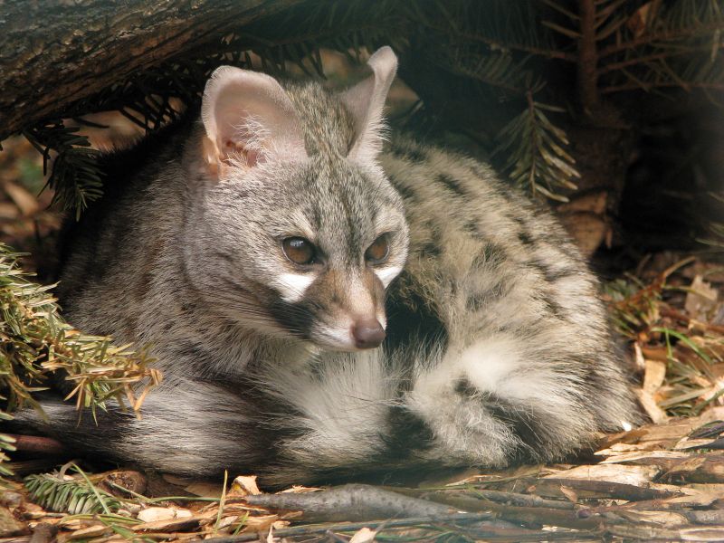 Common Genet (Genetta genetta)