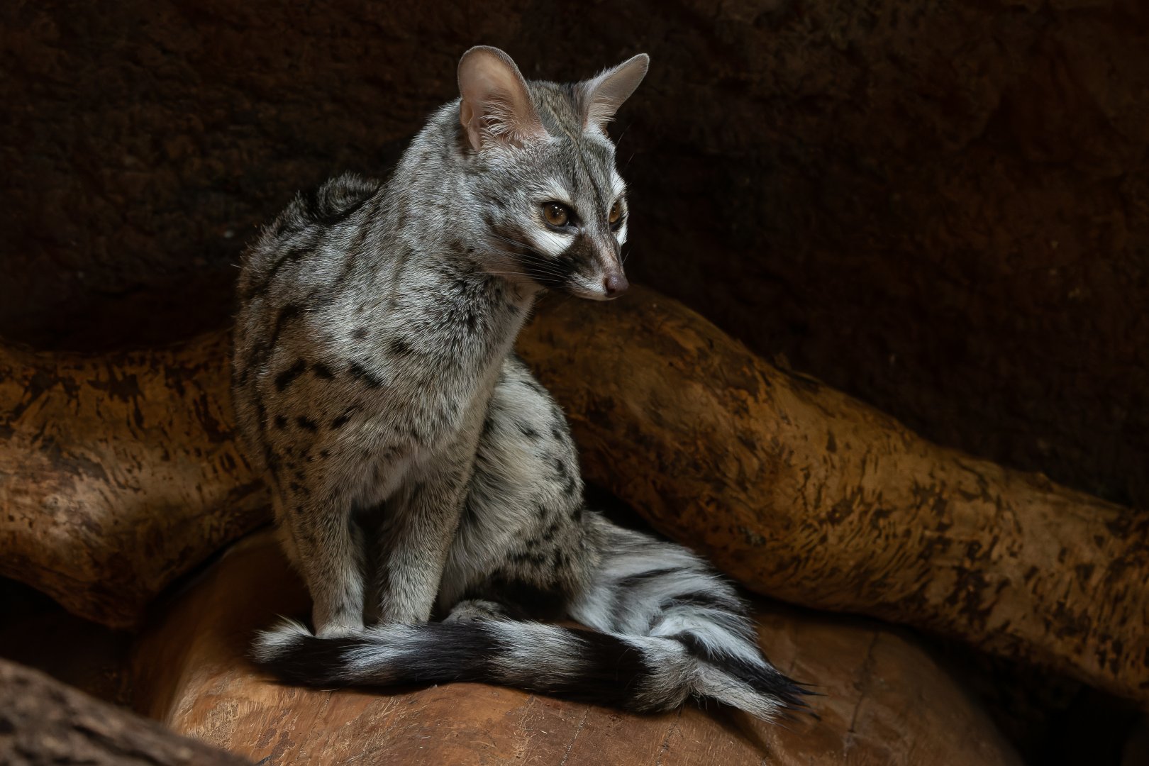 Common genet (Genetta genetta)