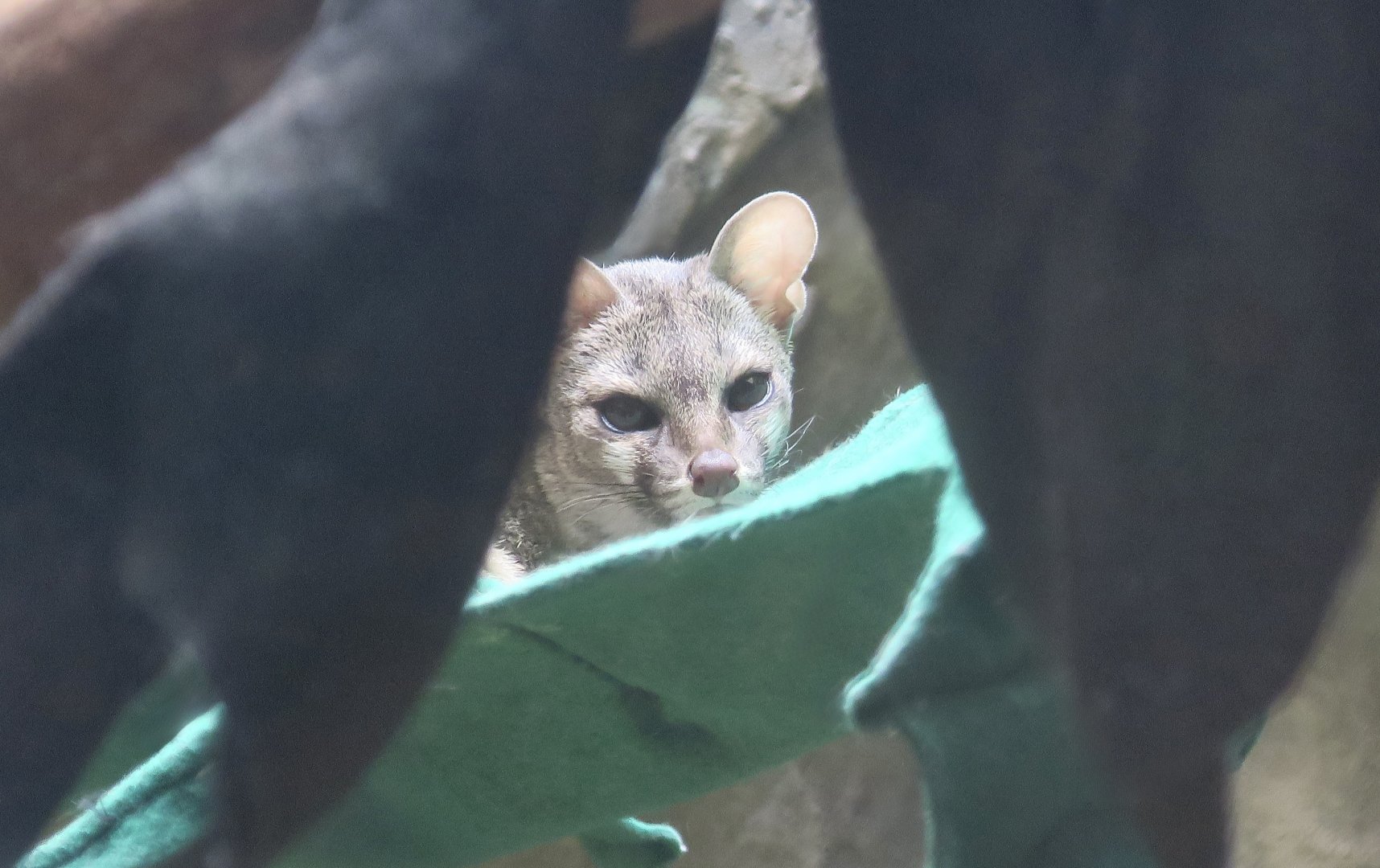 Common Genet (Genetta genetta)