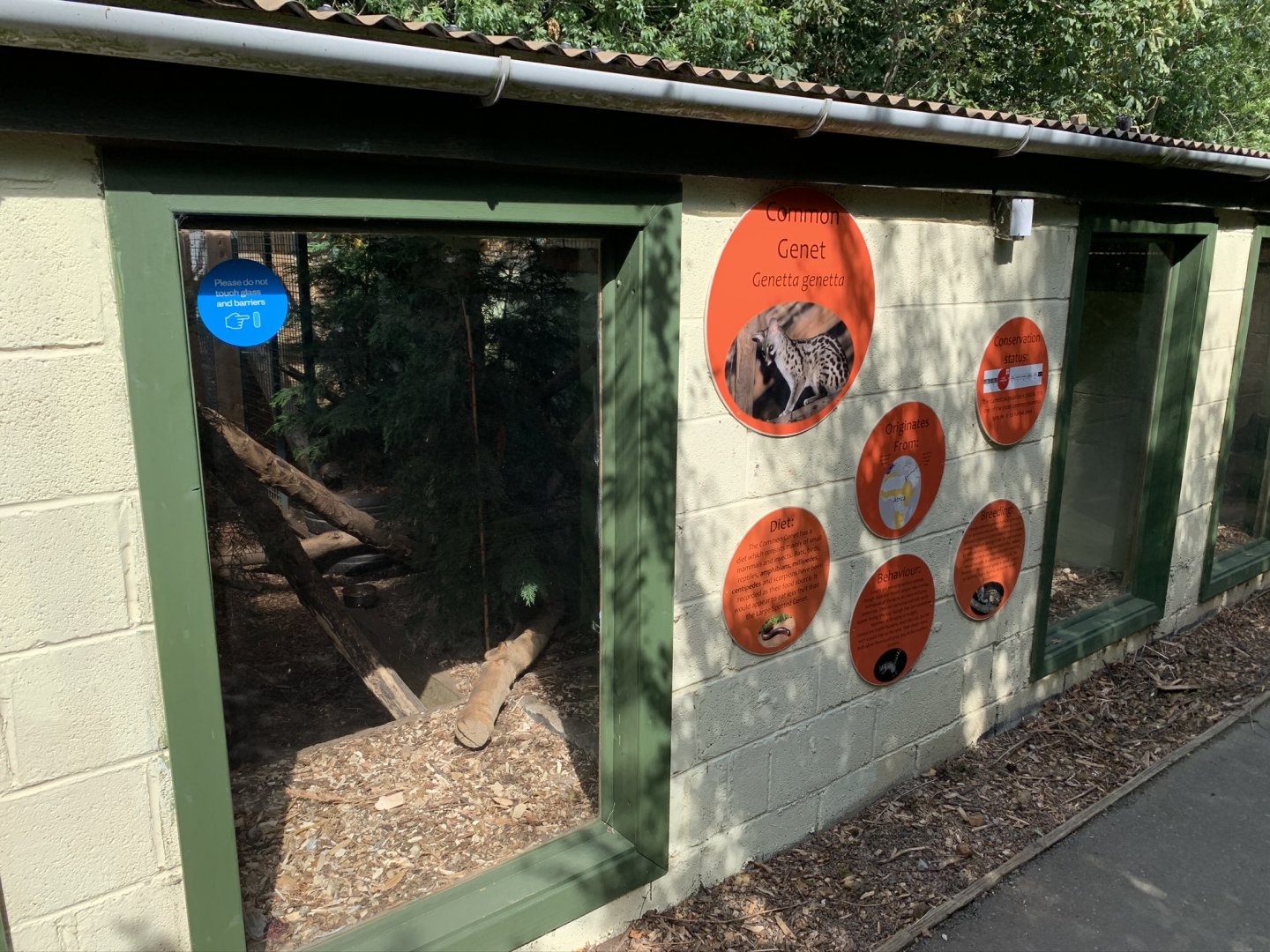 Common Genet House at Northumberland College Zoo (2020)