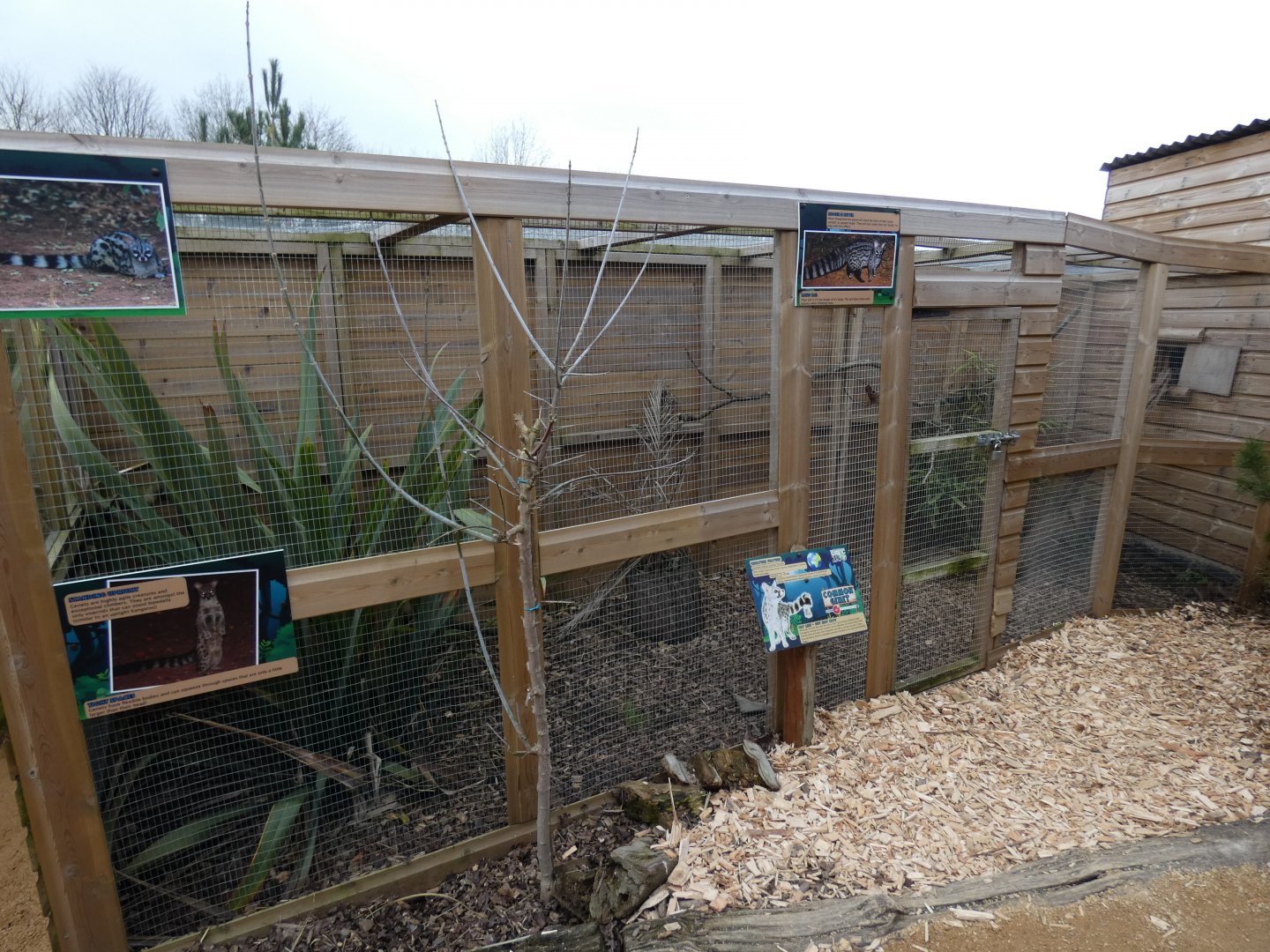 Common Genet outdoor enclosure