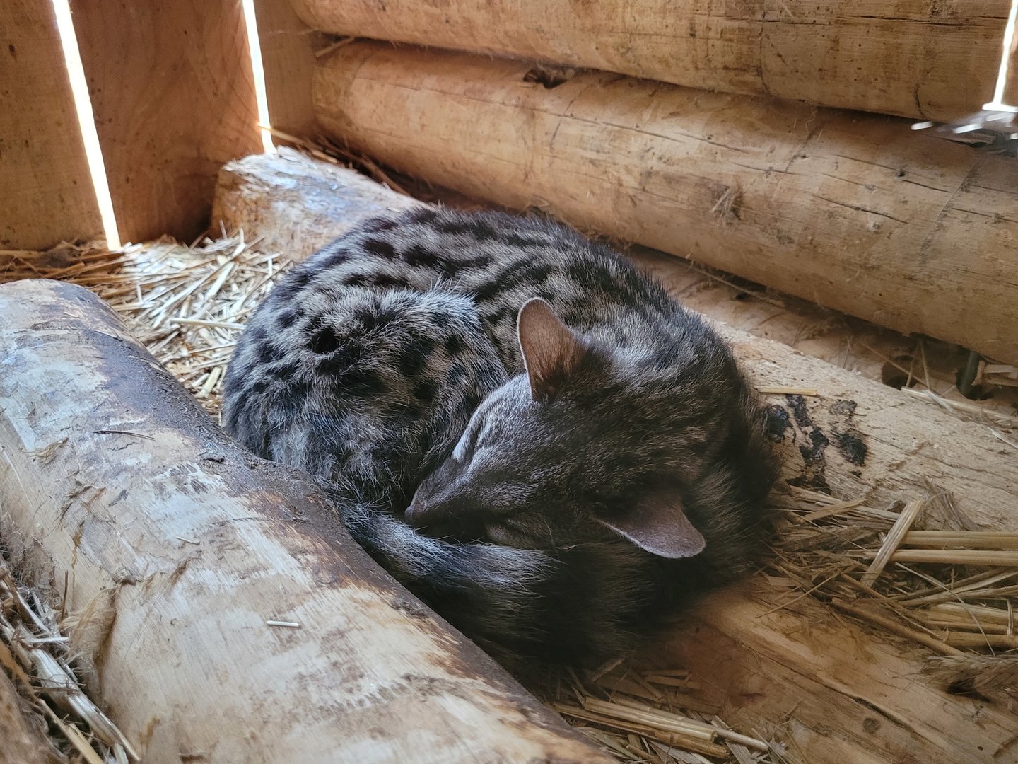 Common genet -Parc Animalier des Pyrénées (2023)