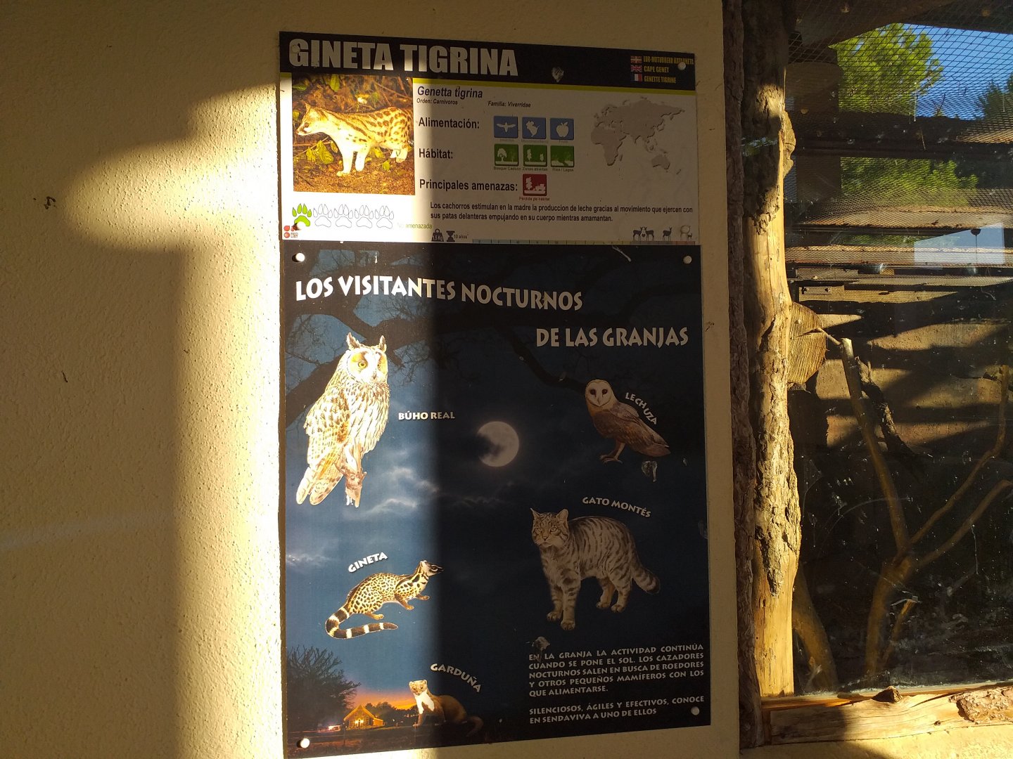 Common genet sign -Sendaviva (2020)