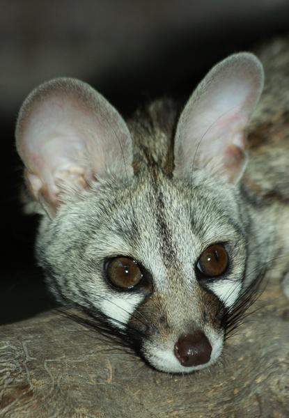 Common Genet