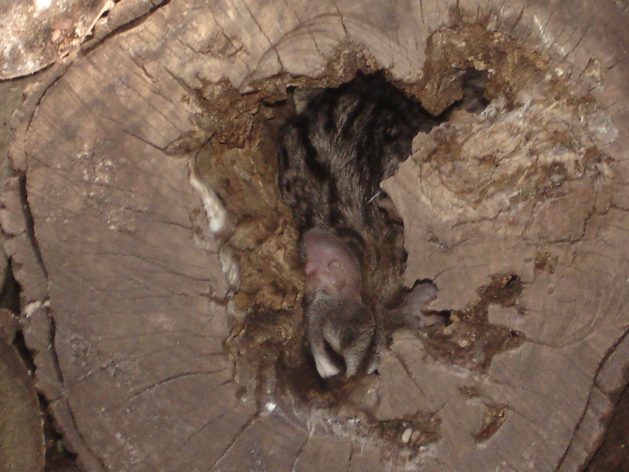 Common Genet