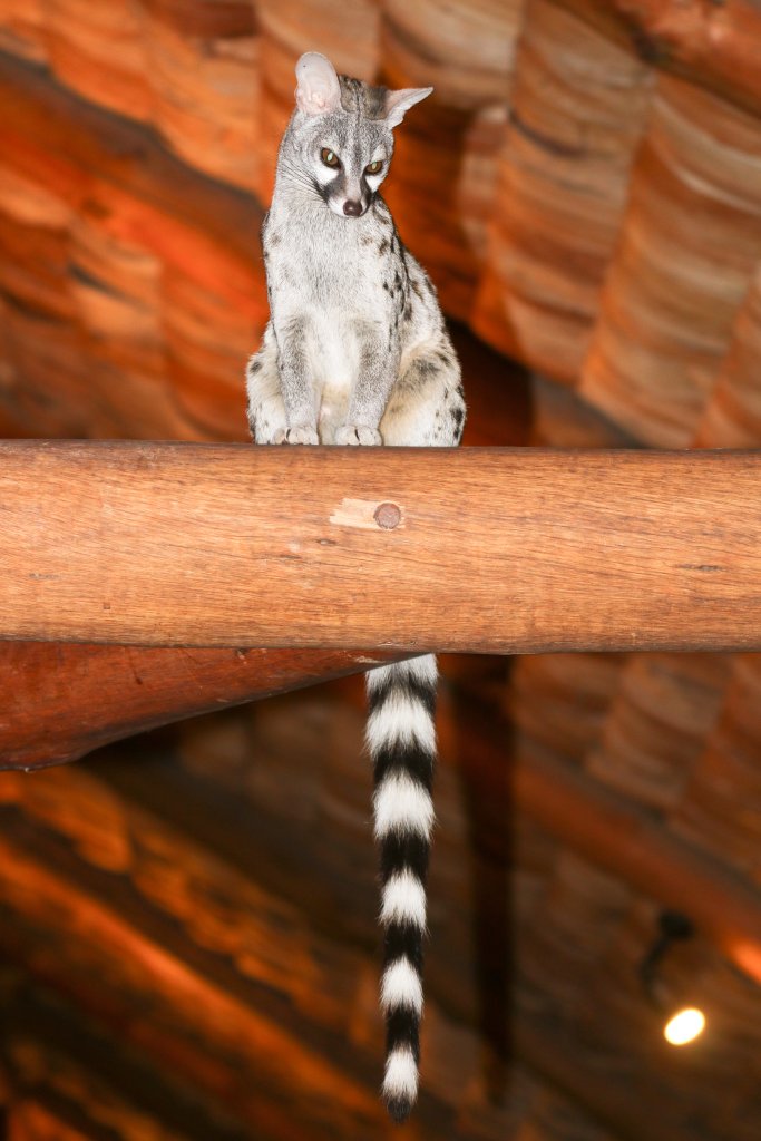 Common Genet