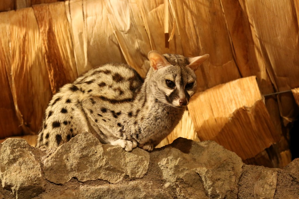 Common Genet